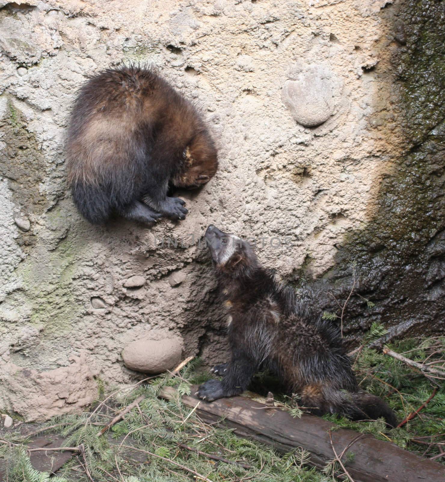 Wolverine.  Photo taken at Northwest Trek Wildlife Park, WA.