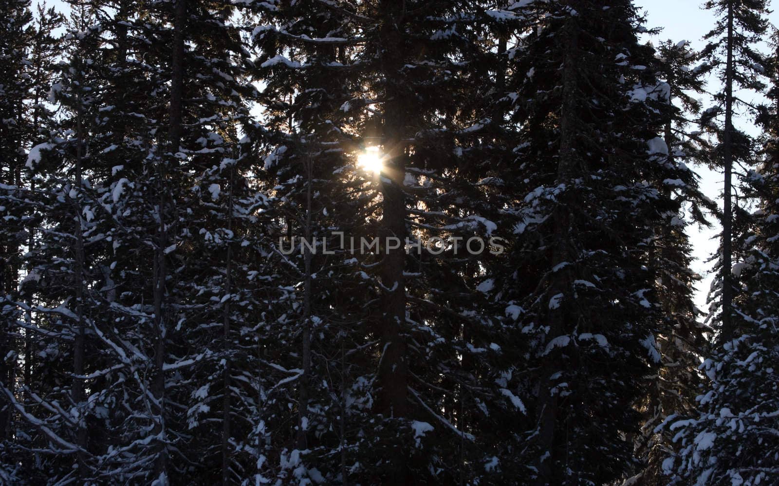 Sunliight Through the Trees.  Photo taken in the Mount Hood National Forest, OR. by sandsphoto