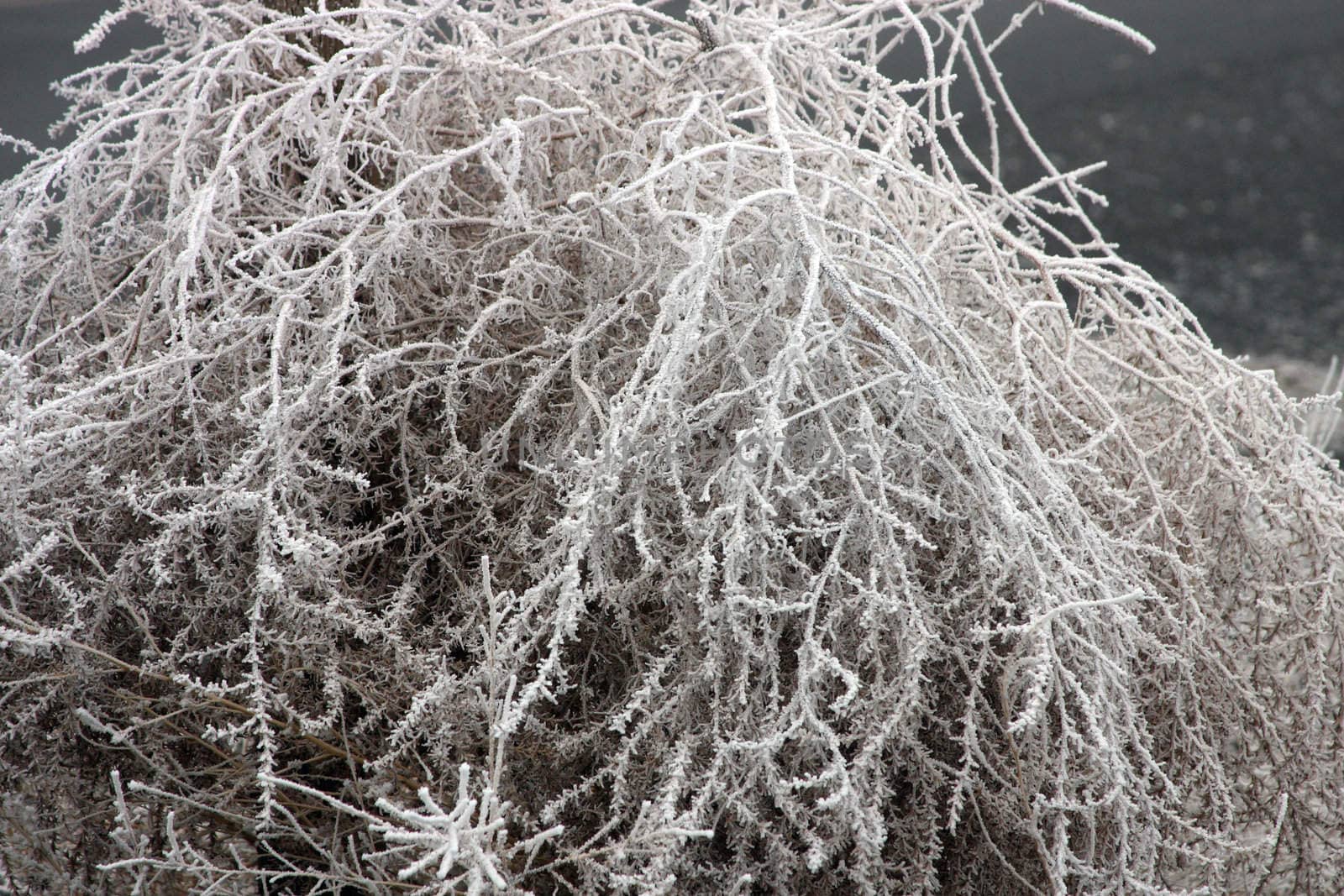 Frozen Tumbleweed.  Photo taken in Culver, OR.