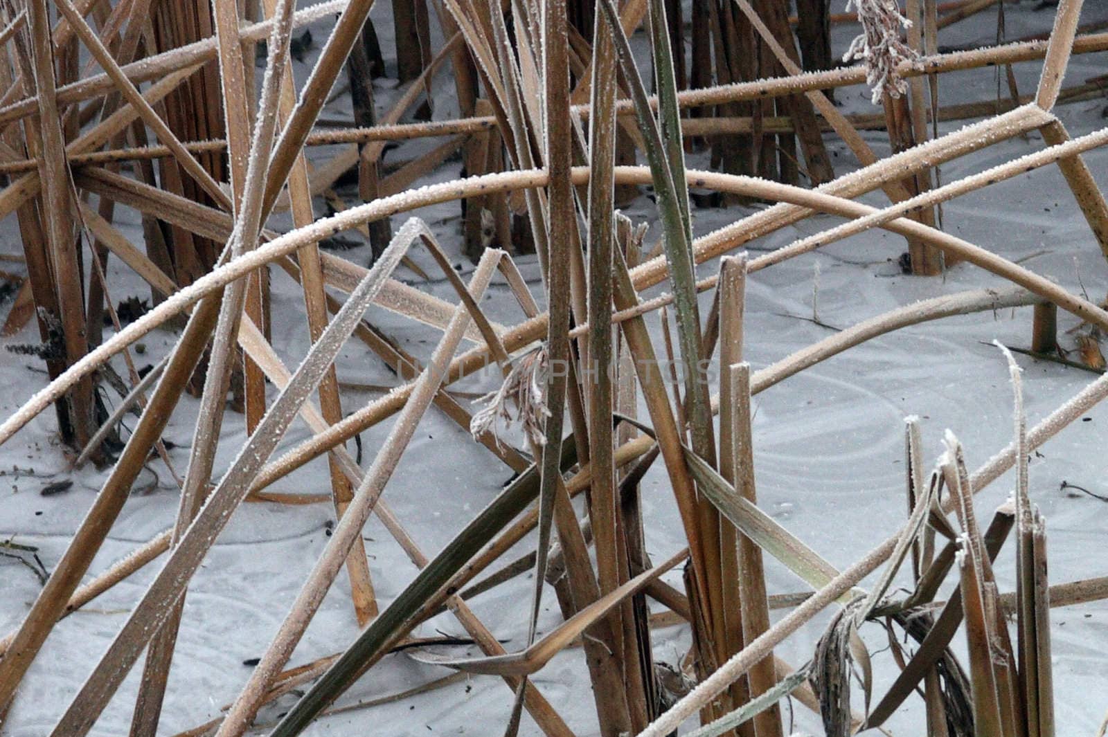 Frozen Reeds.  Photo taken in Culver, OR.
