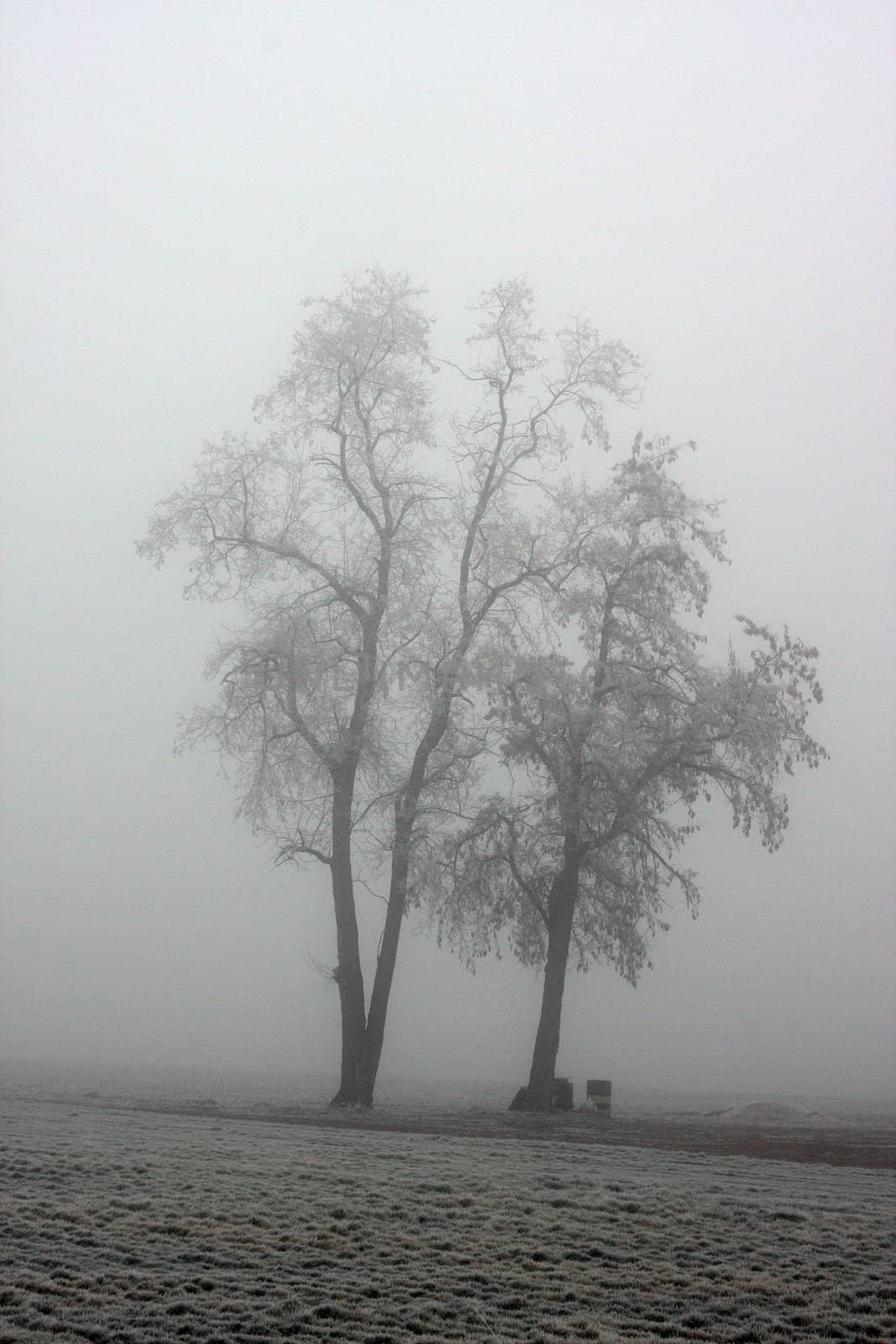 Trees in the Mist.  Photo taken in Culver, OR.