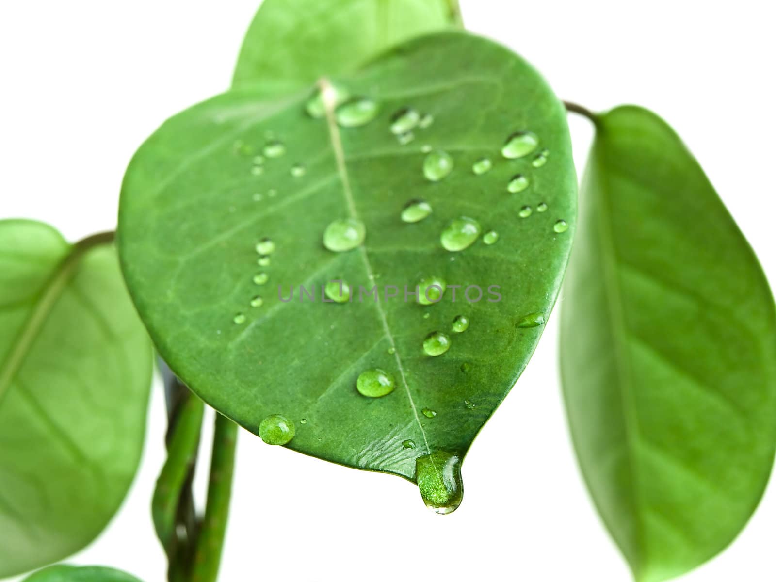 green leave at brunch with drops against the white background
