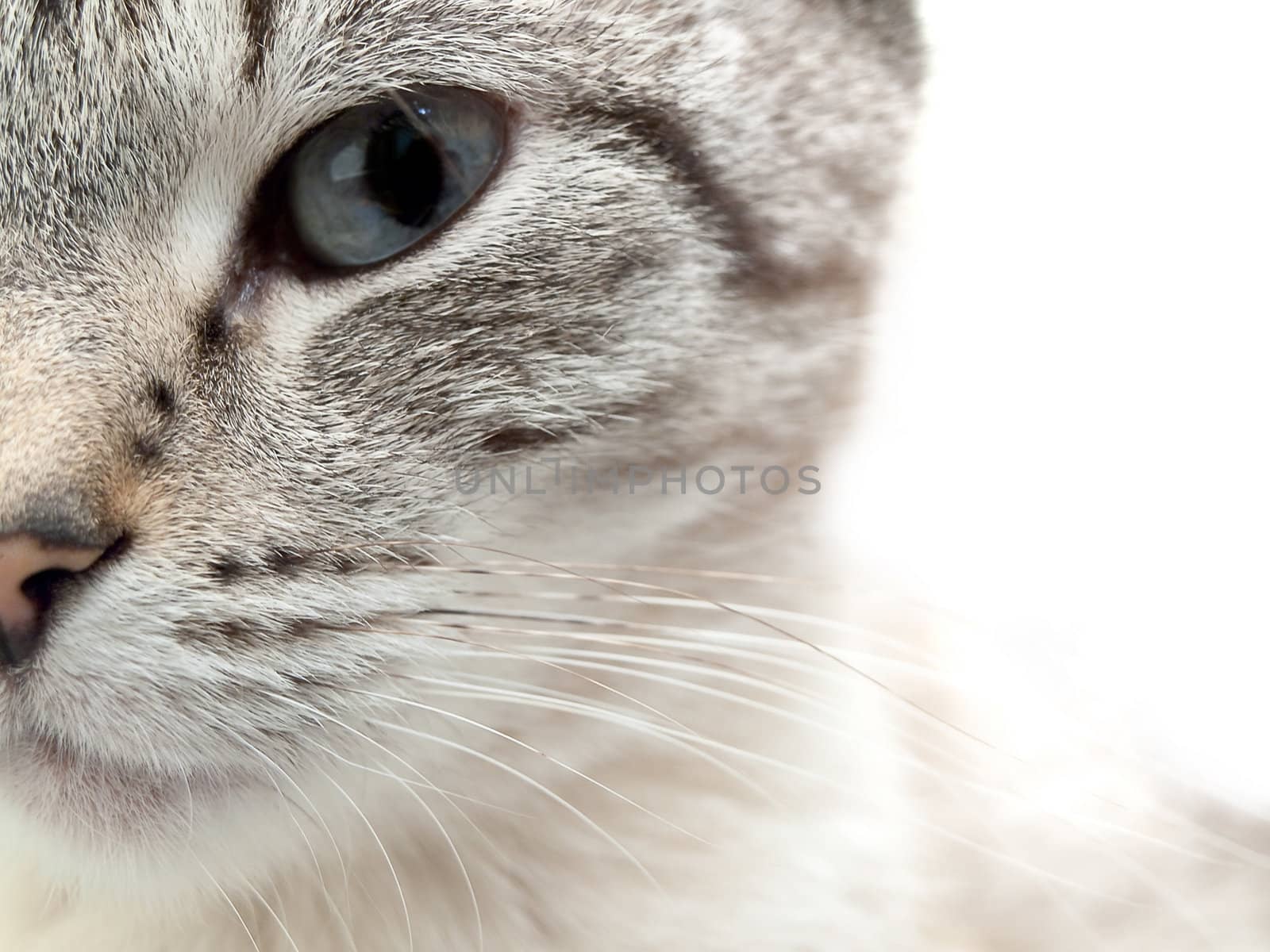 half part face of the siamess cat against white