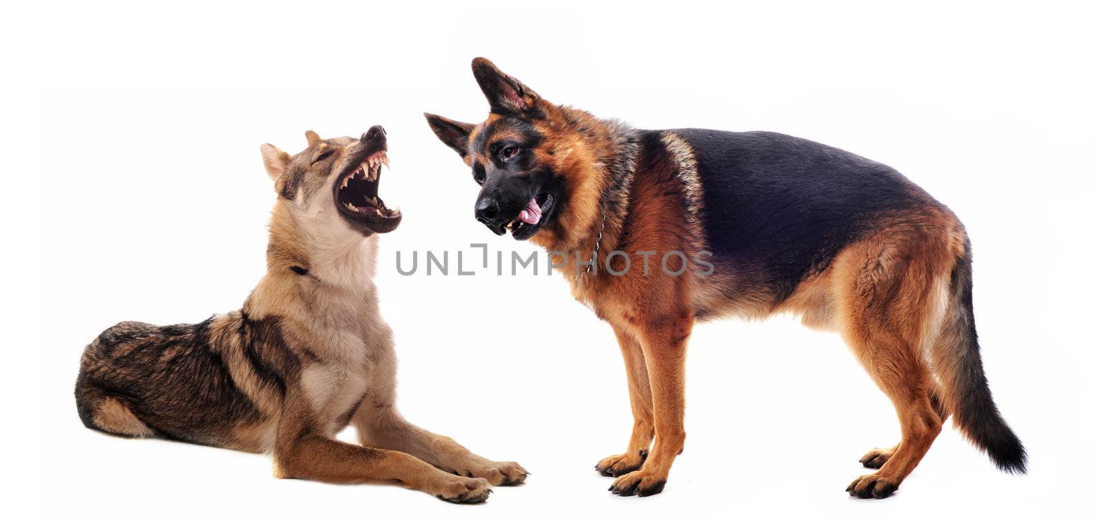 purebred Czechoslovakian Wolfdog angry and german shepherd