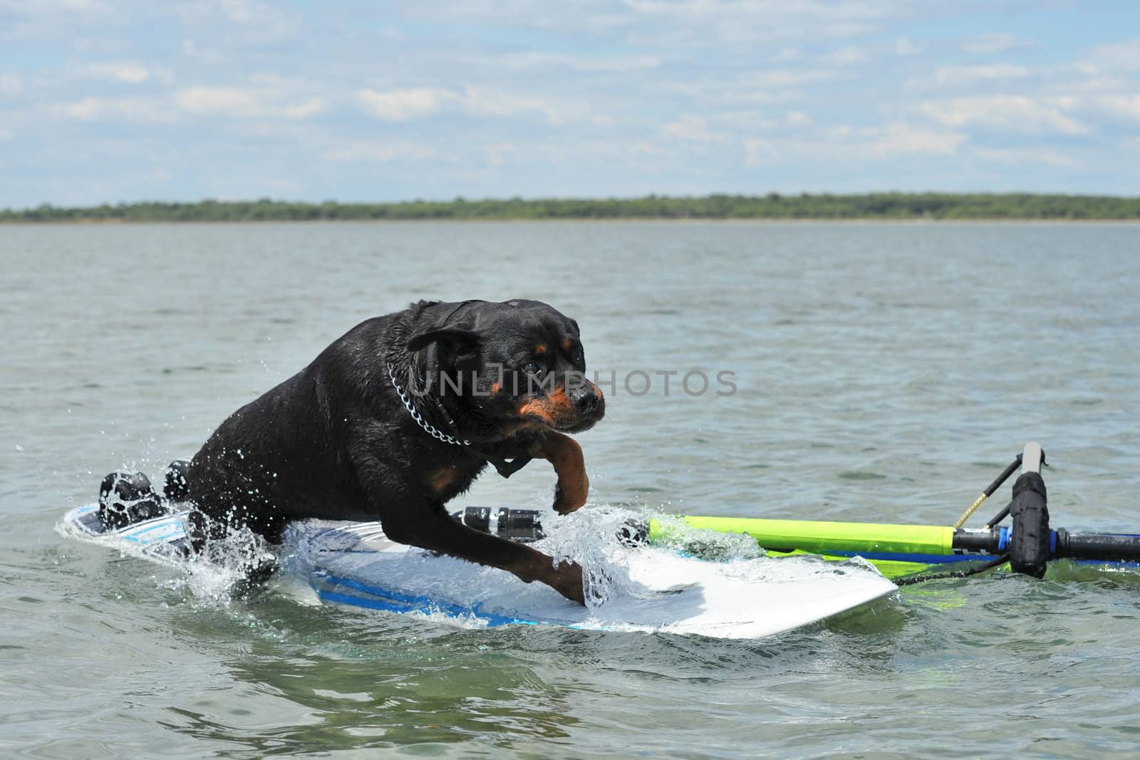 purebred rottweiler jumping on a windsurf in the sea