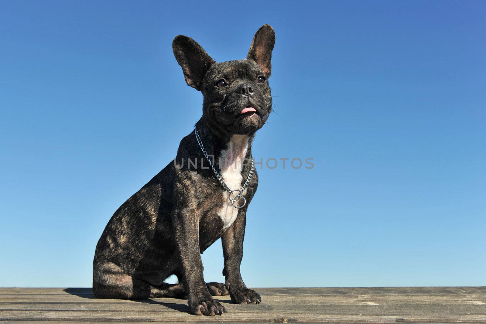 portrait of a purebred puppy french bulldog on a blue sky with copy space