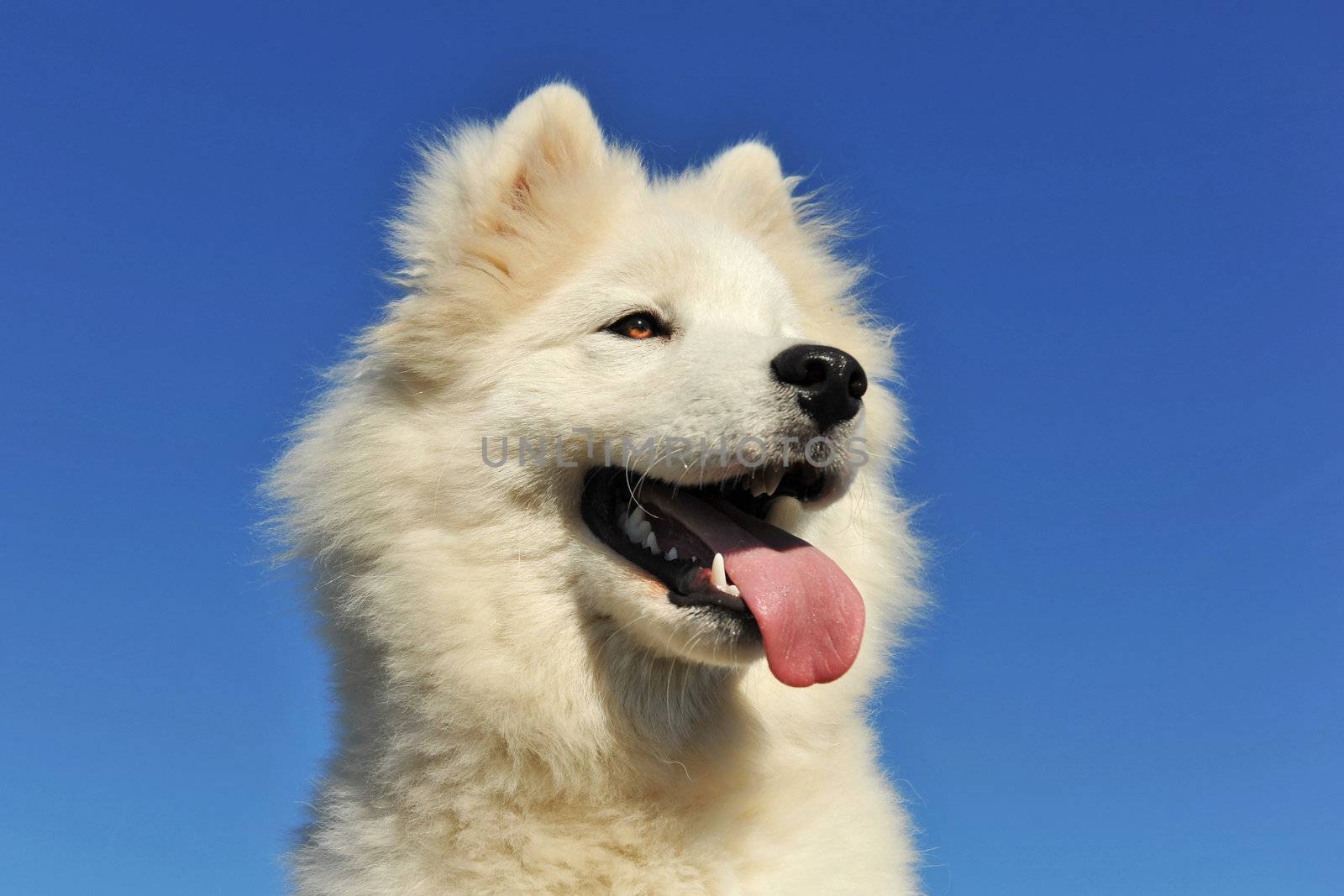 portrait of a cut purebred puppy samoyed dog, focus, on the eyes