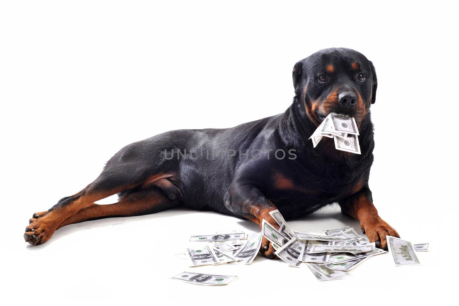 Funny rottweiler holds dollars in mouth, isolated white background