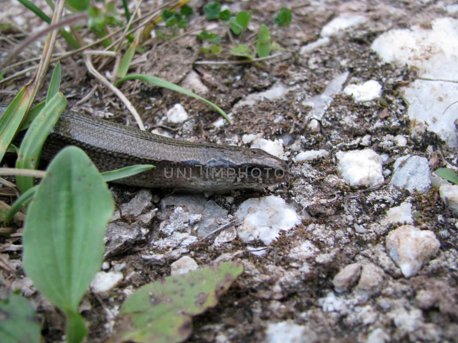 Snake; reptile; zoo; animal; boa; snake skin; scales; type; fauna, nature