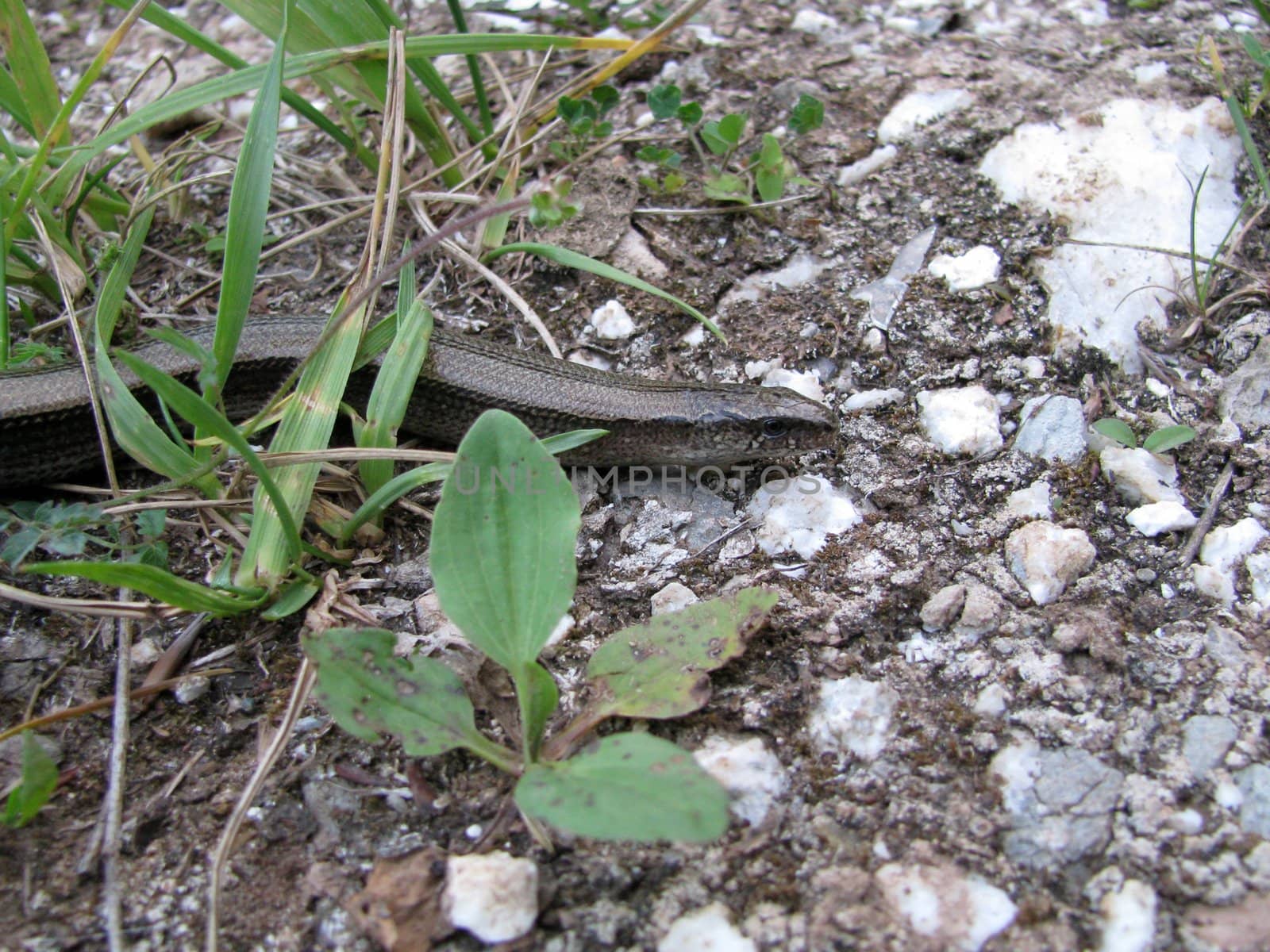 Snake; reptile; zoo; animal; boa; snake skin; scales; type; fauna, nature