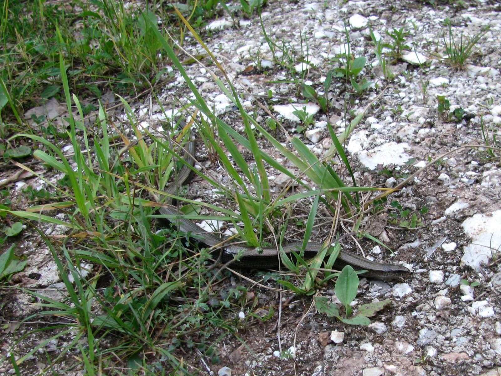 Snake; reptile; zoo; animal; boa; snake skin; scales; type; fauna, nature