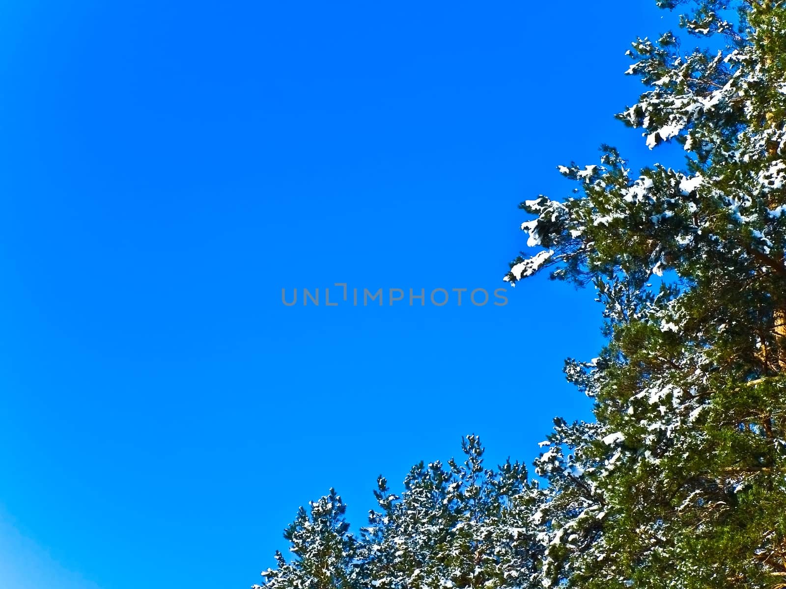snow fir branches against the blue sky 