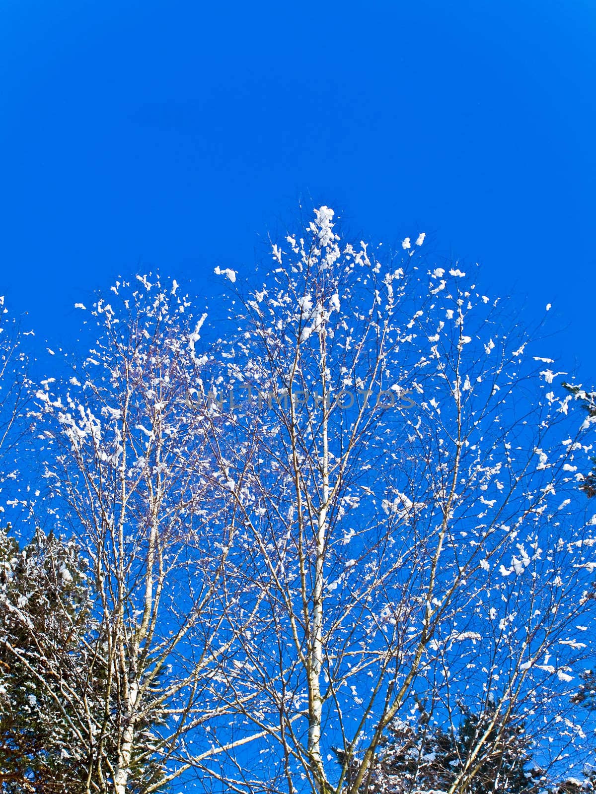 snow fir branches against the blue sky 