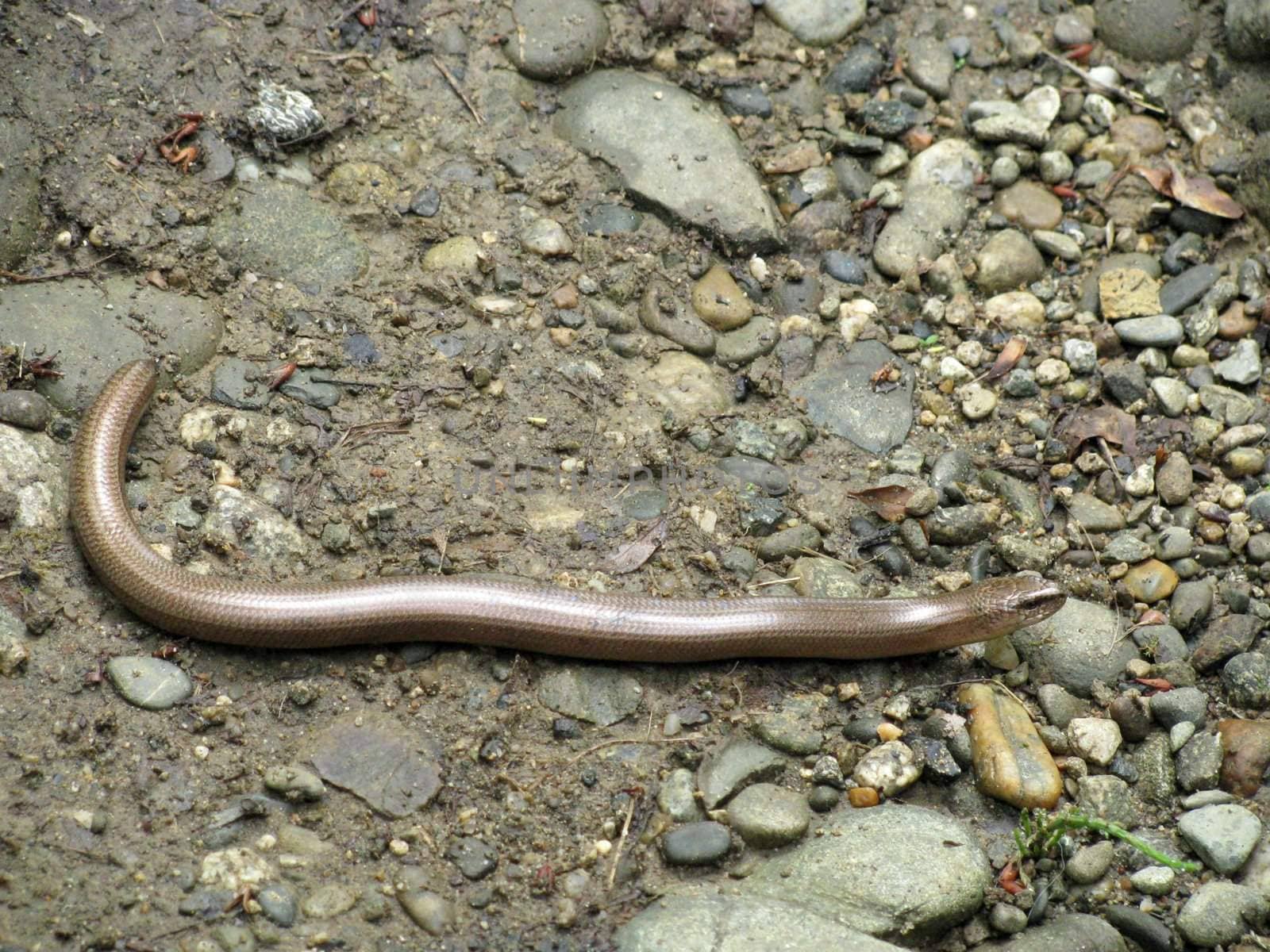 Snake; reptile; zoo; animal; boa; snake skin; scales; type; fauna, nature