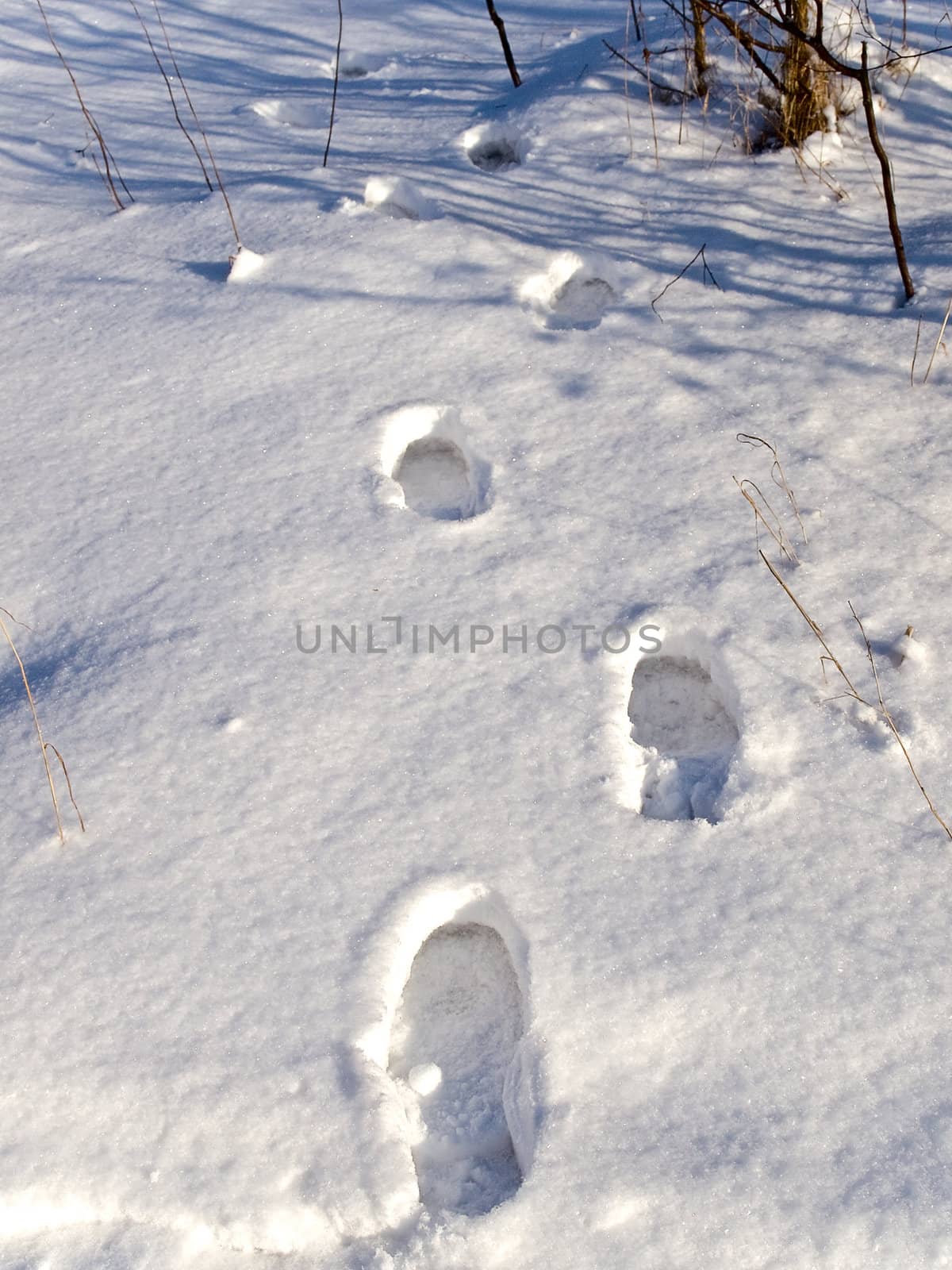 footprints on the white snow in the forest
