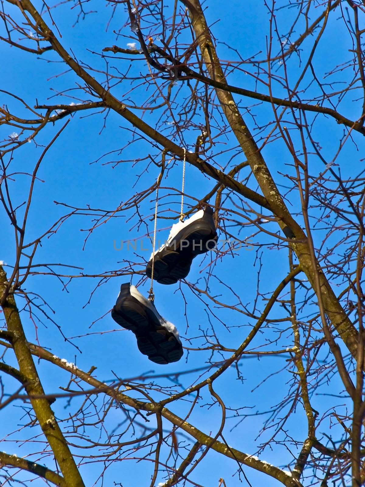 pair of snickers on the tree branch against blue sky