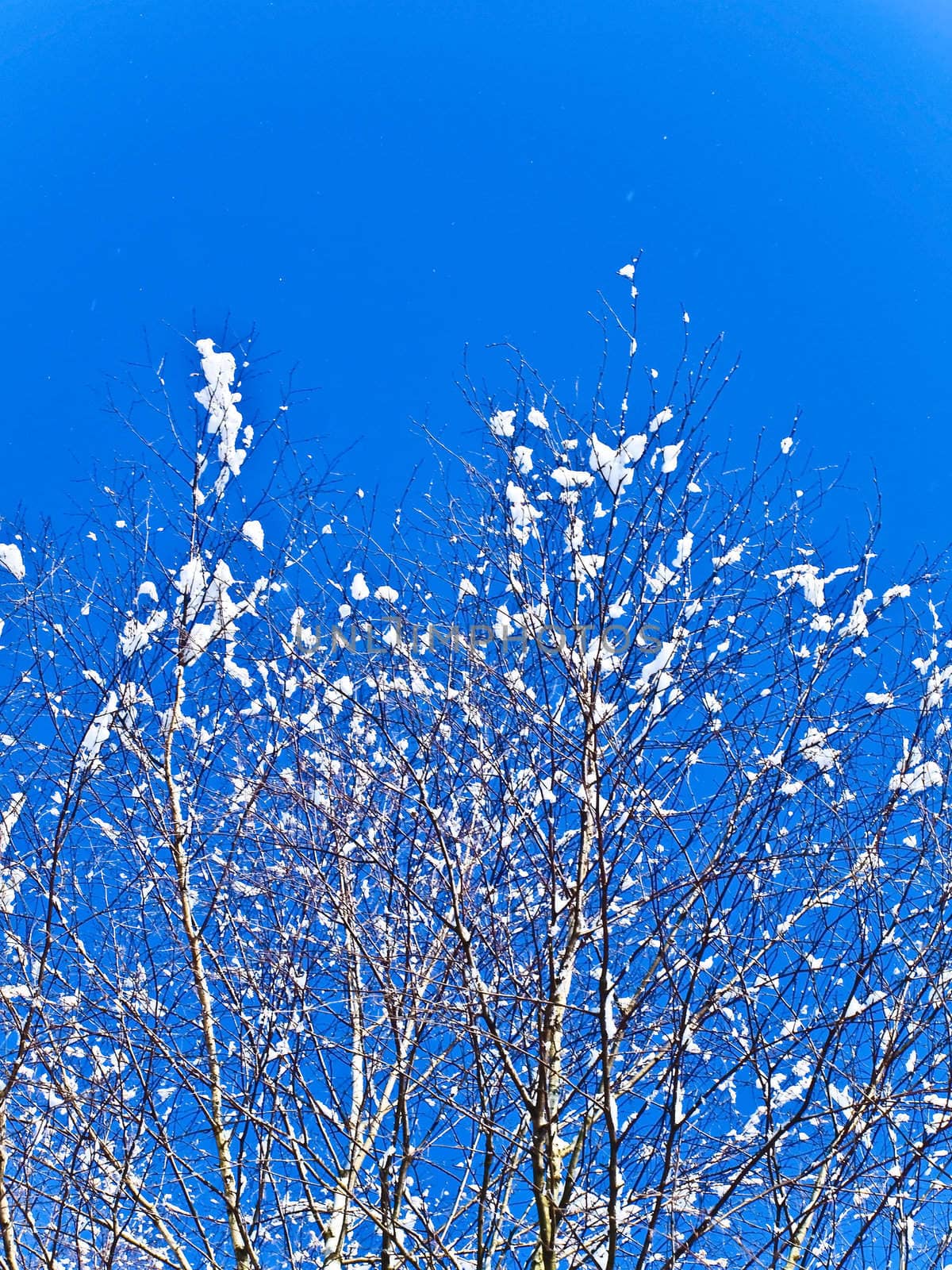 snow fir branches against the blue sky 