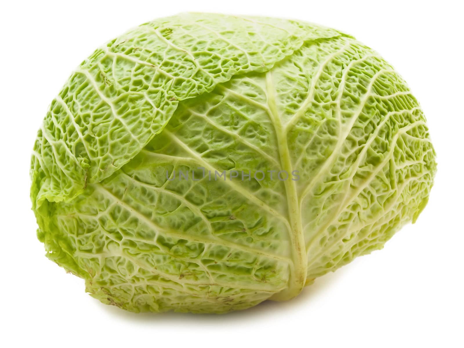 photo of the fresh cabbage over the white background