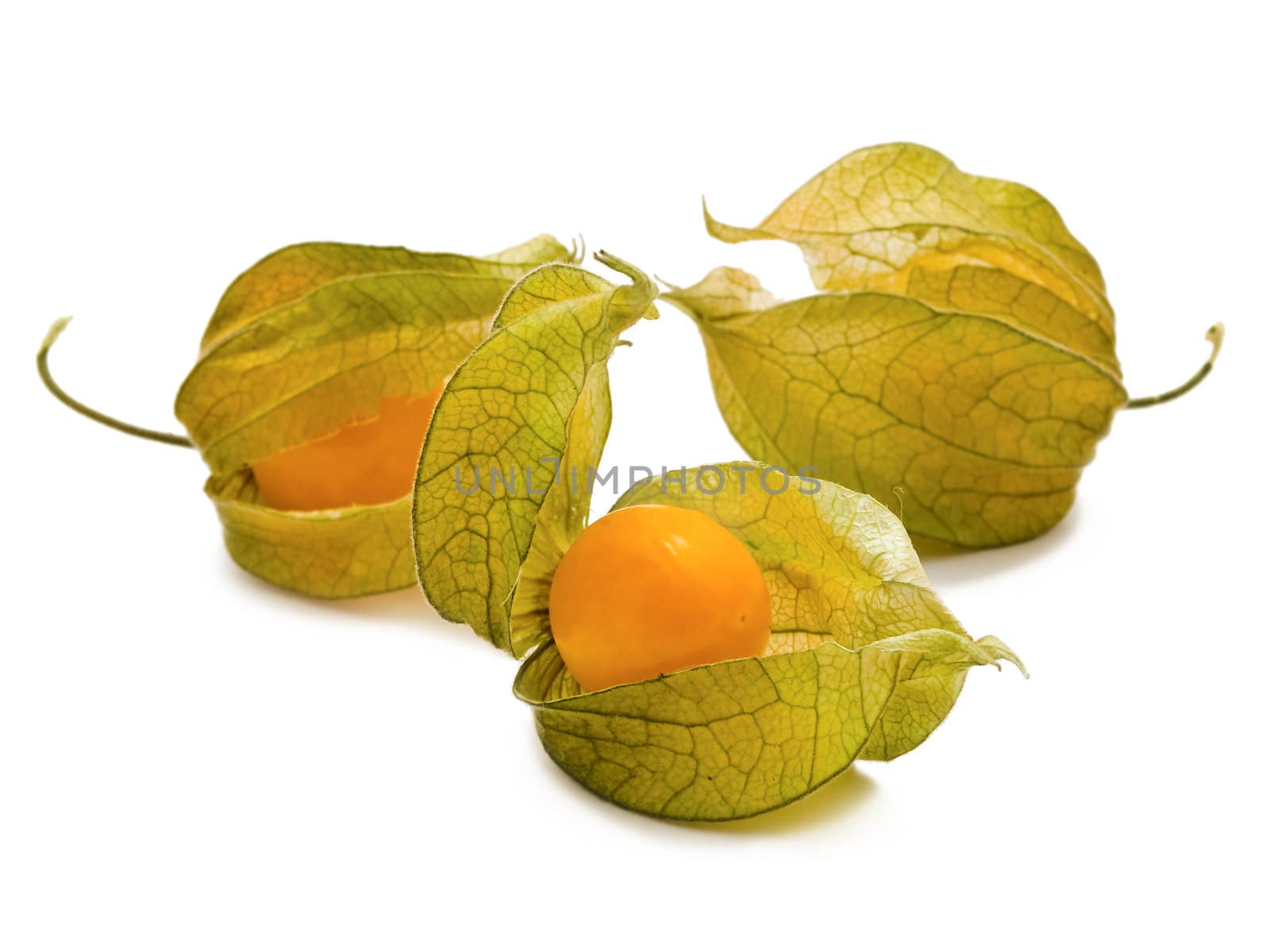 tree cape gooseberry over the white background