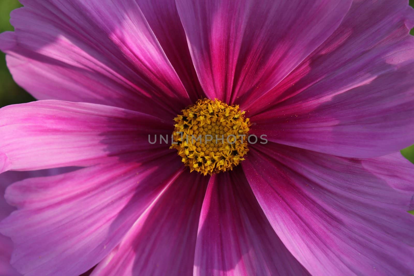 flower by mariephotos