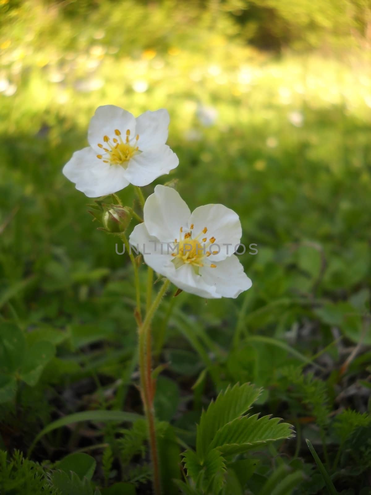 Flower; a plant; spring; flowering; a wood; macroshooting; flora; leaves; vegetation; beauty; a background        