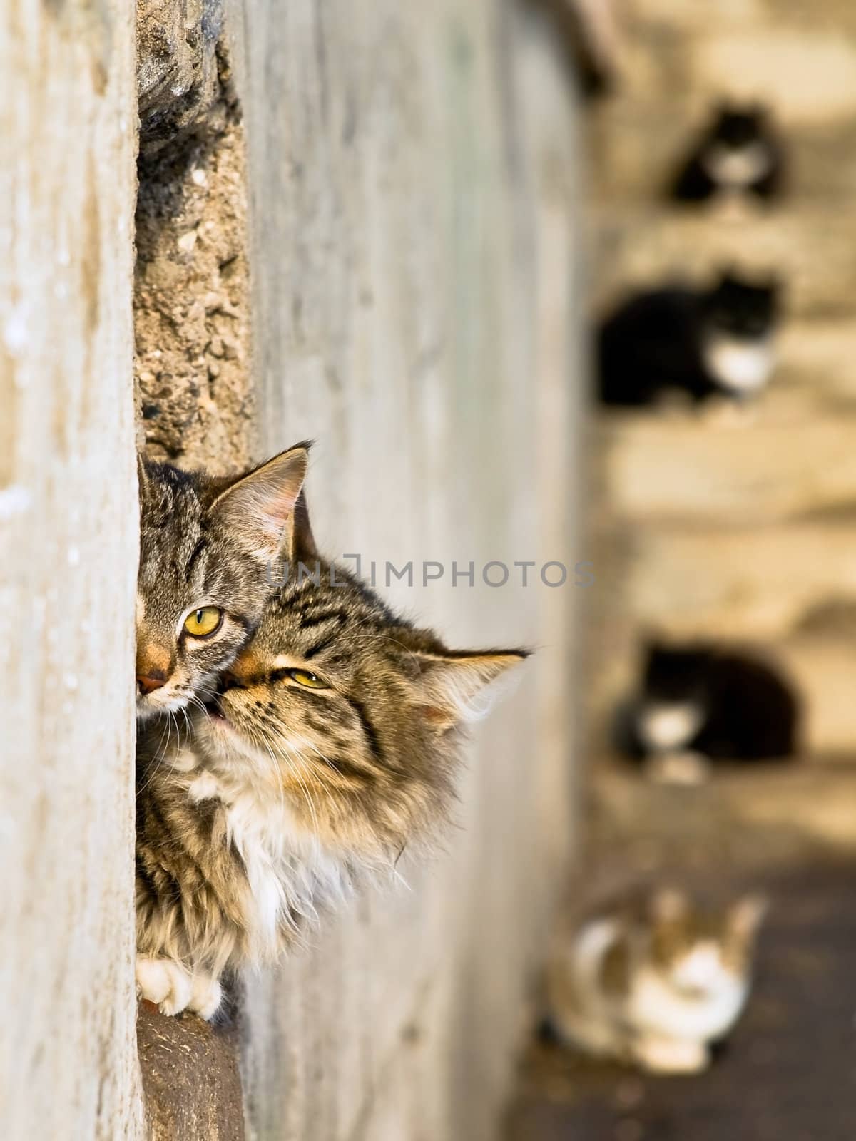 two cats love by SNR