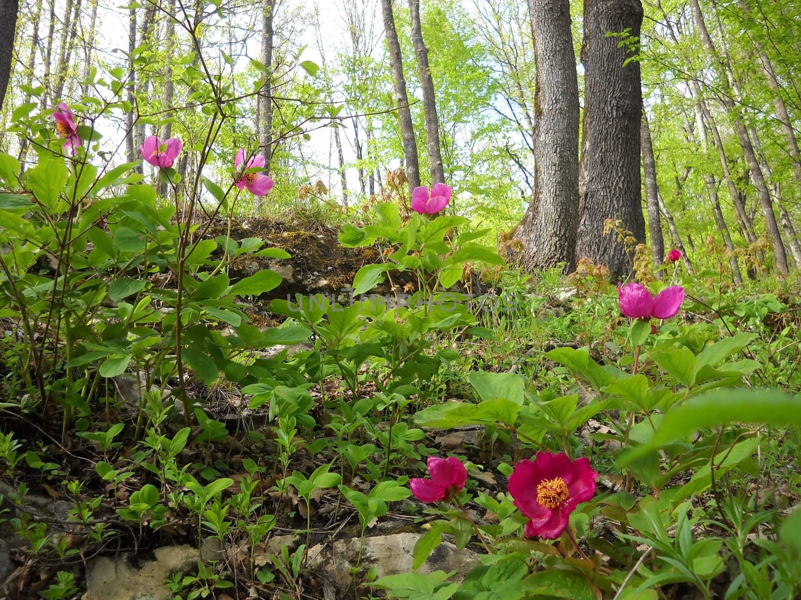 Flower; a plant; spring; flowering; a wood; macroshooting; flora; leaves; vegetation; beauty      