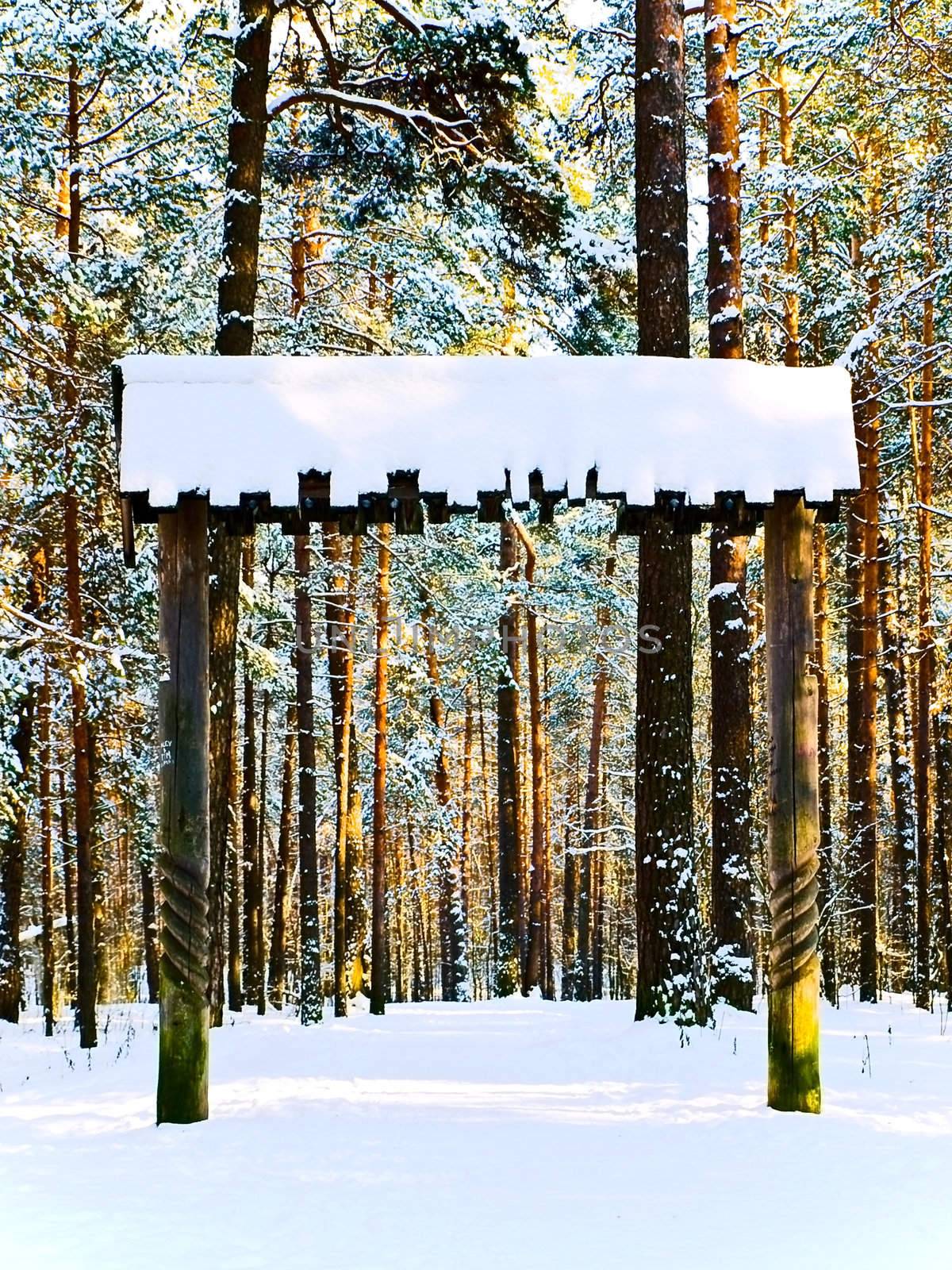 winter pine forest with snow and old gate