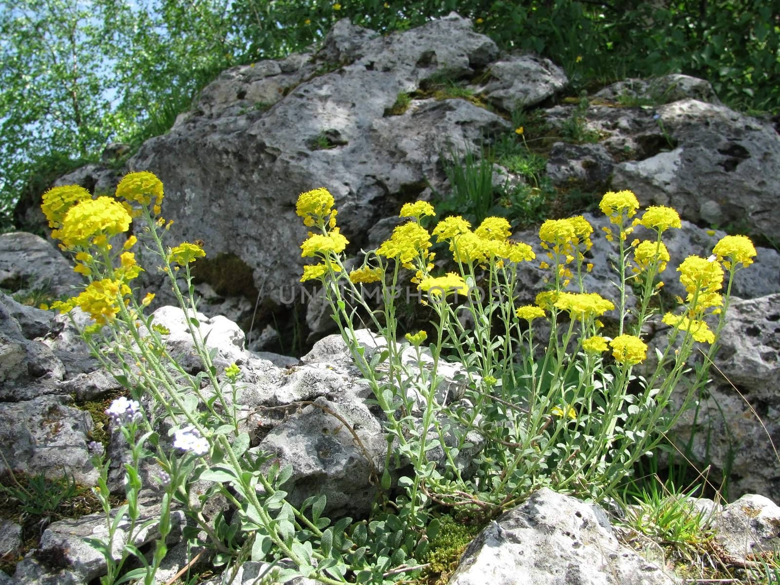 Flower; a plant; spring; flowering; a wood; macroshooting; flora; leaves; vegetation; beauty; a background