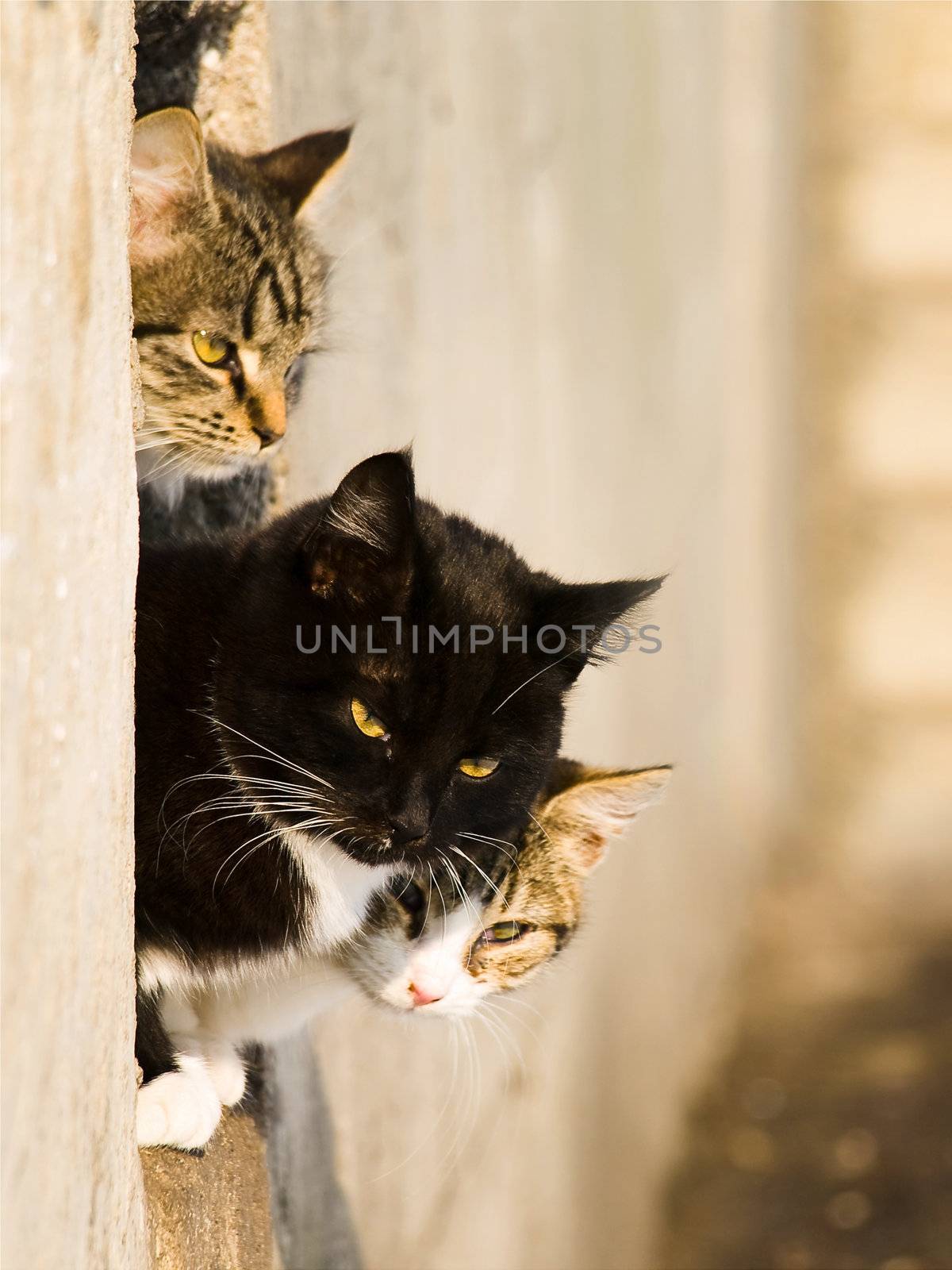 three cats outdoor in sunny day