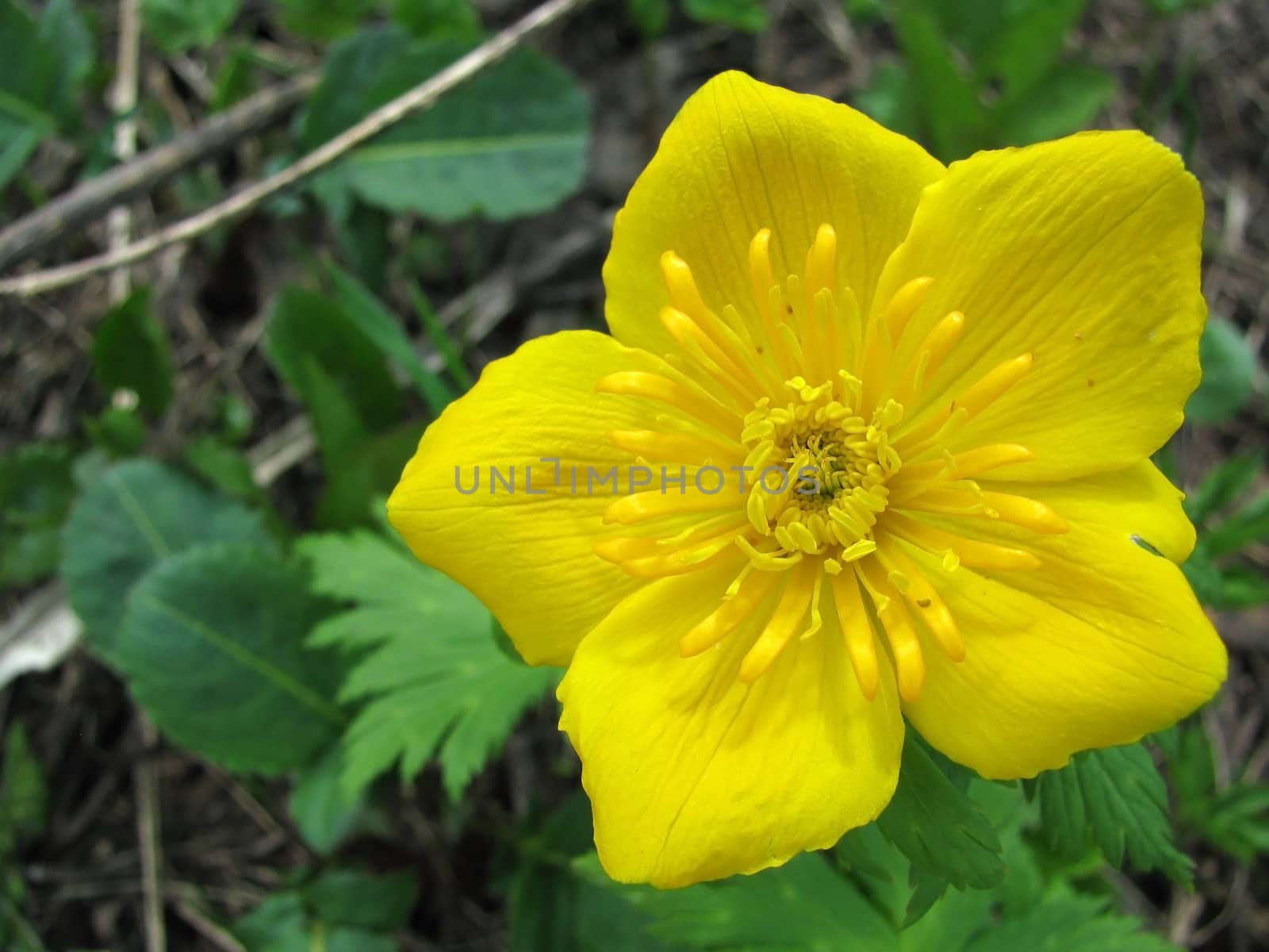 Flower; a plant; spring; flowering; a wood; macroshooting; flora; leaves; vegetation; beauty; a background