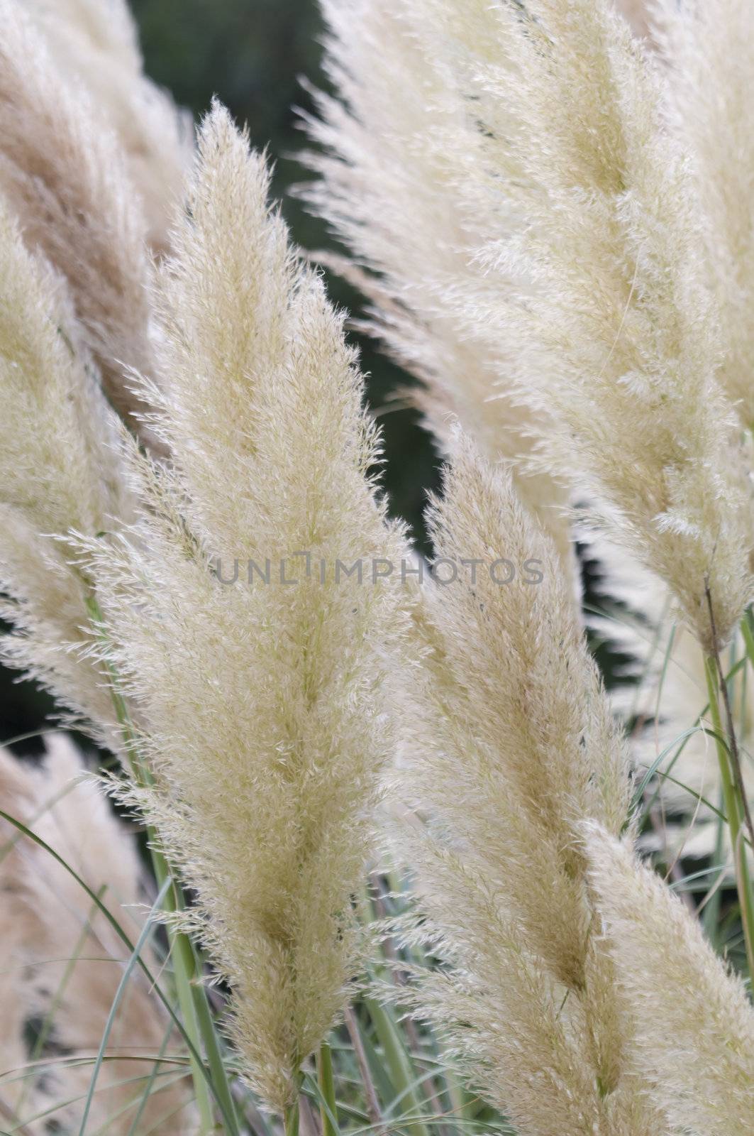 Spikes of Pampas grass