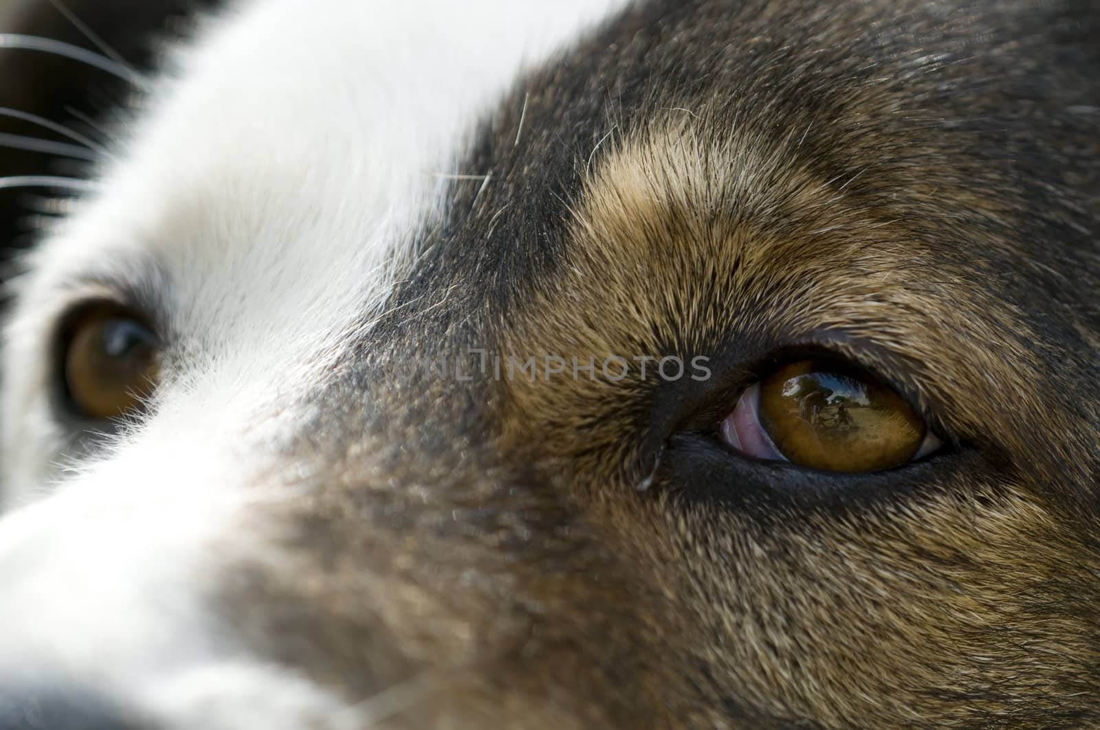 Close-up of the eyes of an abandoned dog