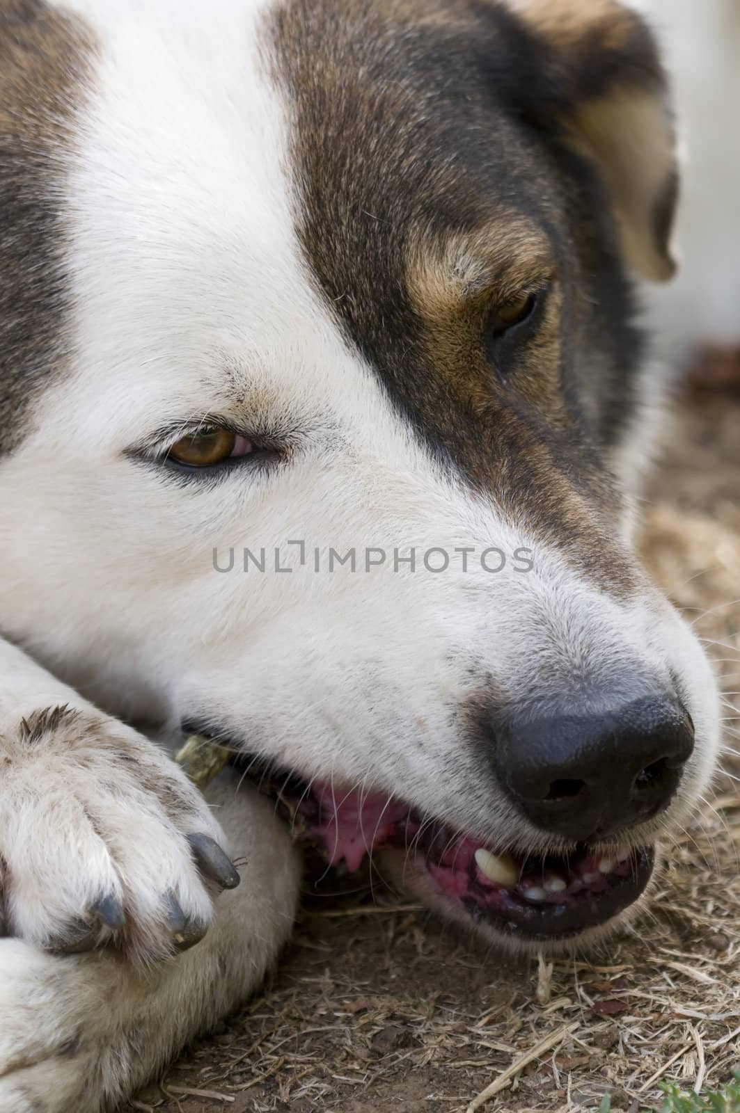 Close-up of the face of an abandoned dog