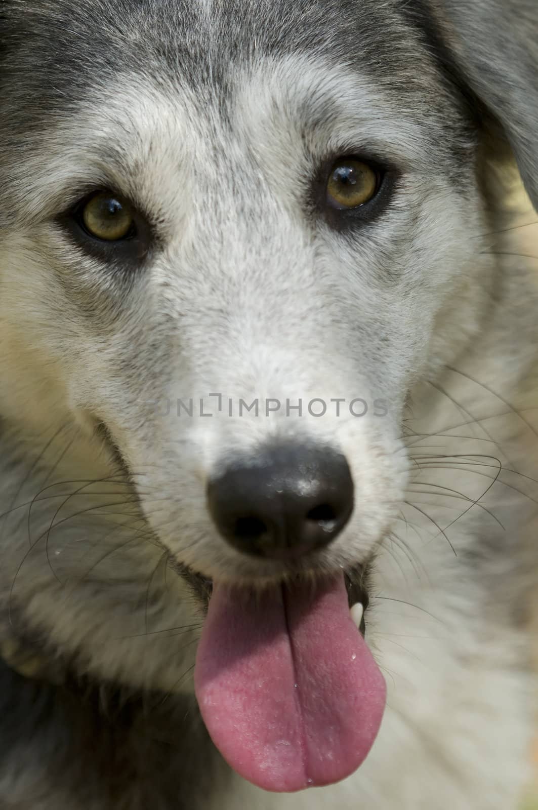 Close-up of the face of an abandoned dog