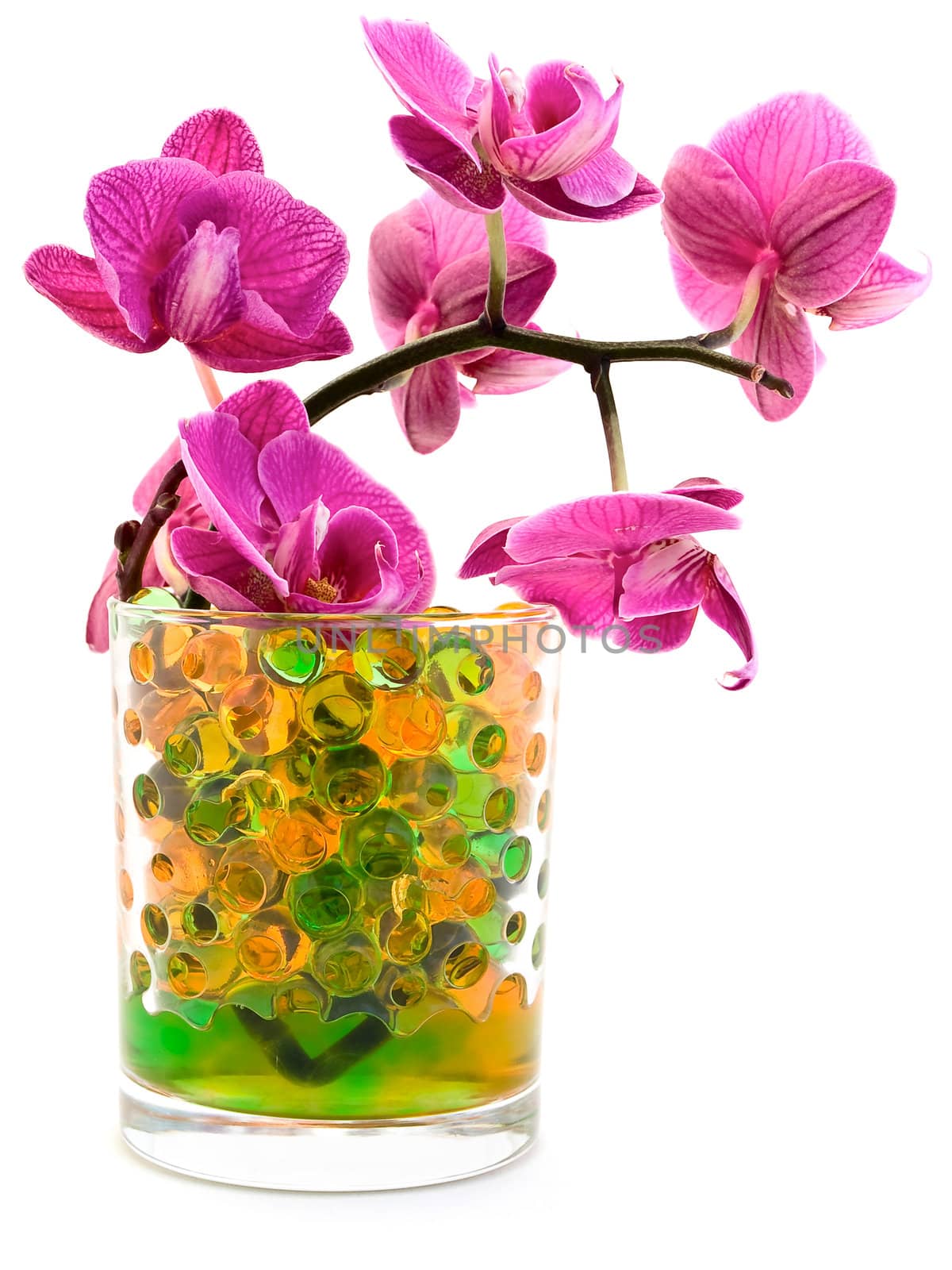 pink orchid flower in glass with hydrogel