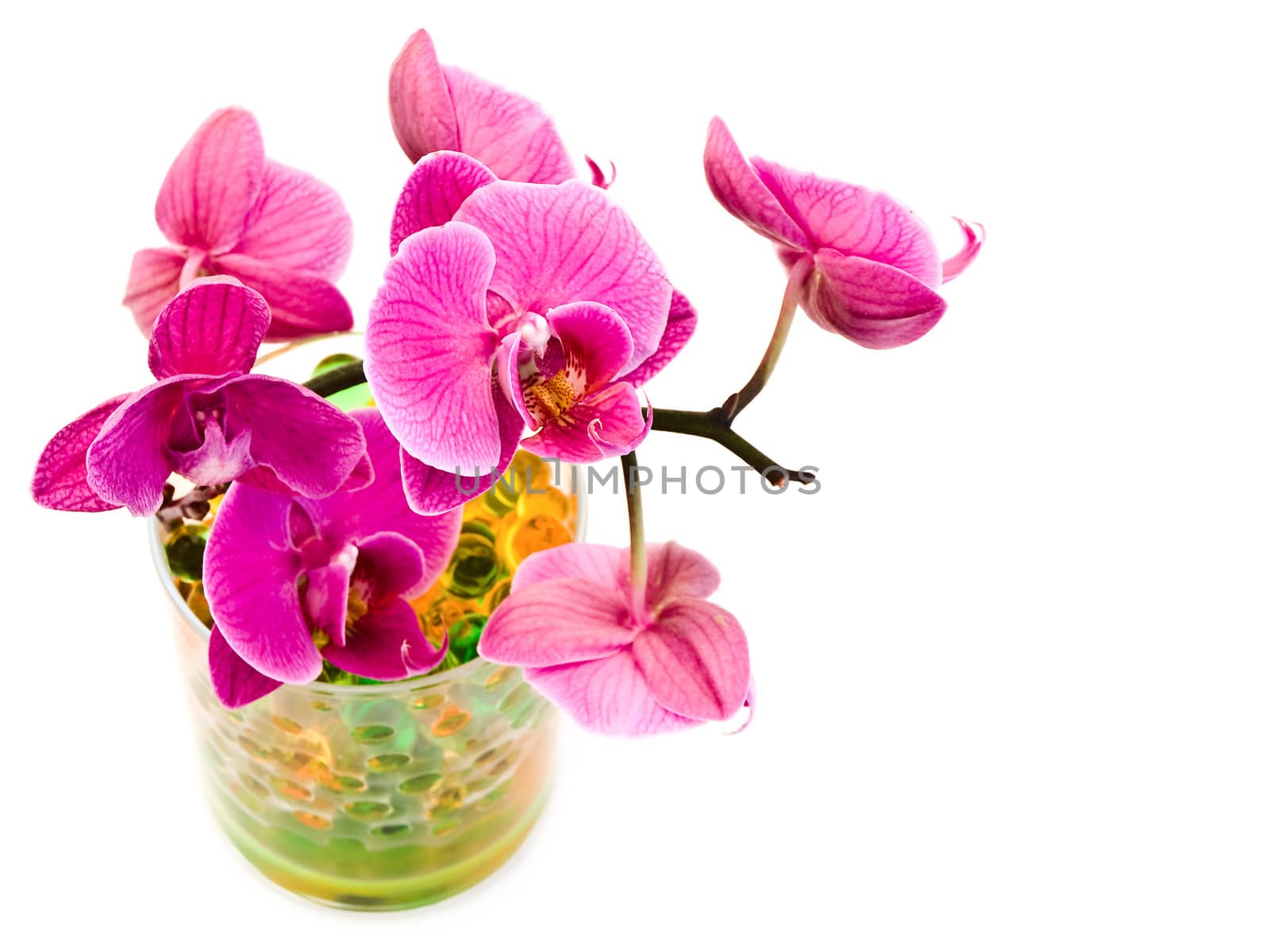 pink orchid flower in glass with hydrogel