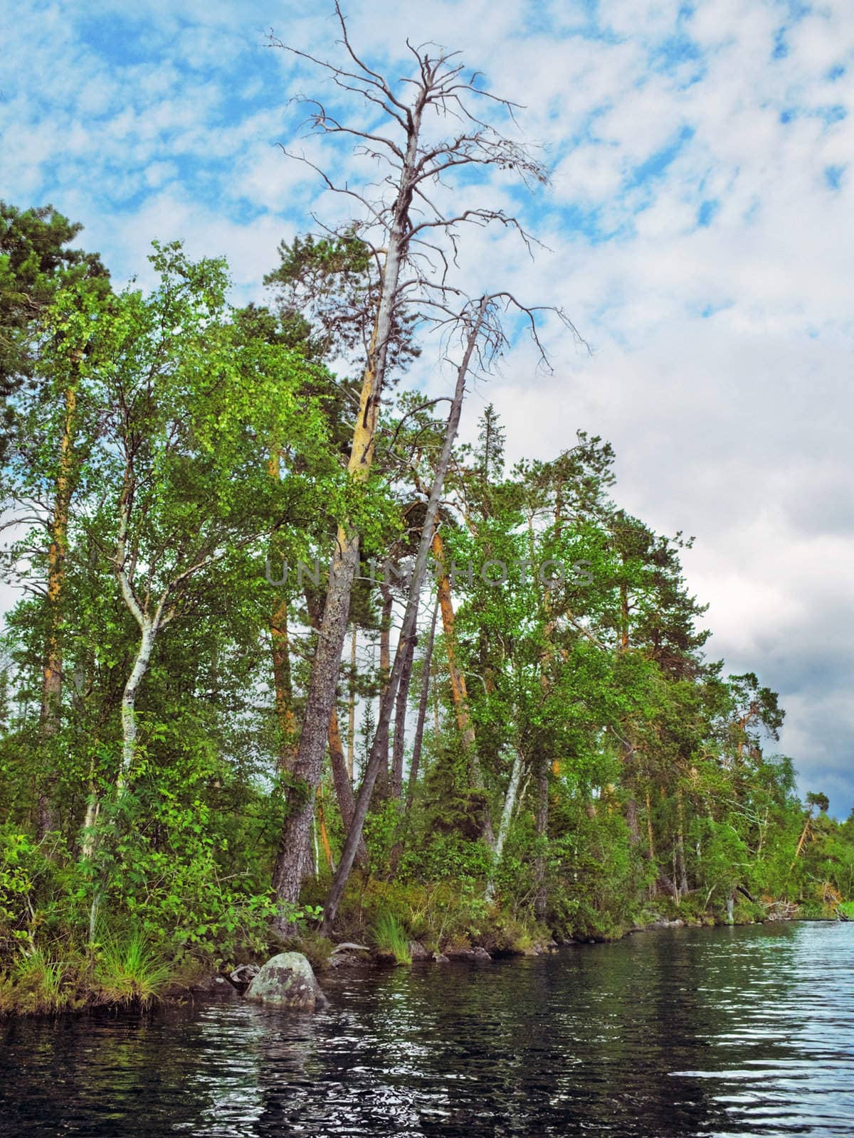 Wild pine forest over lake water