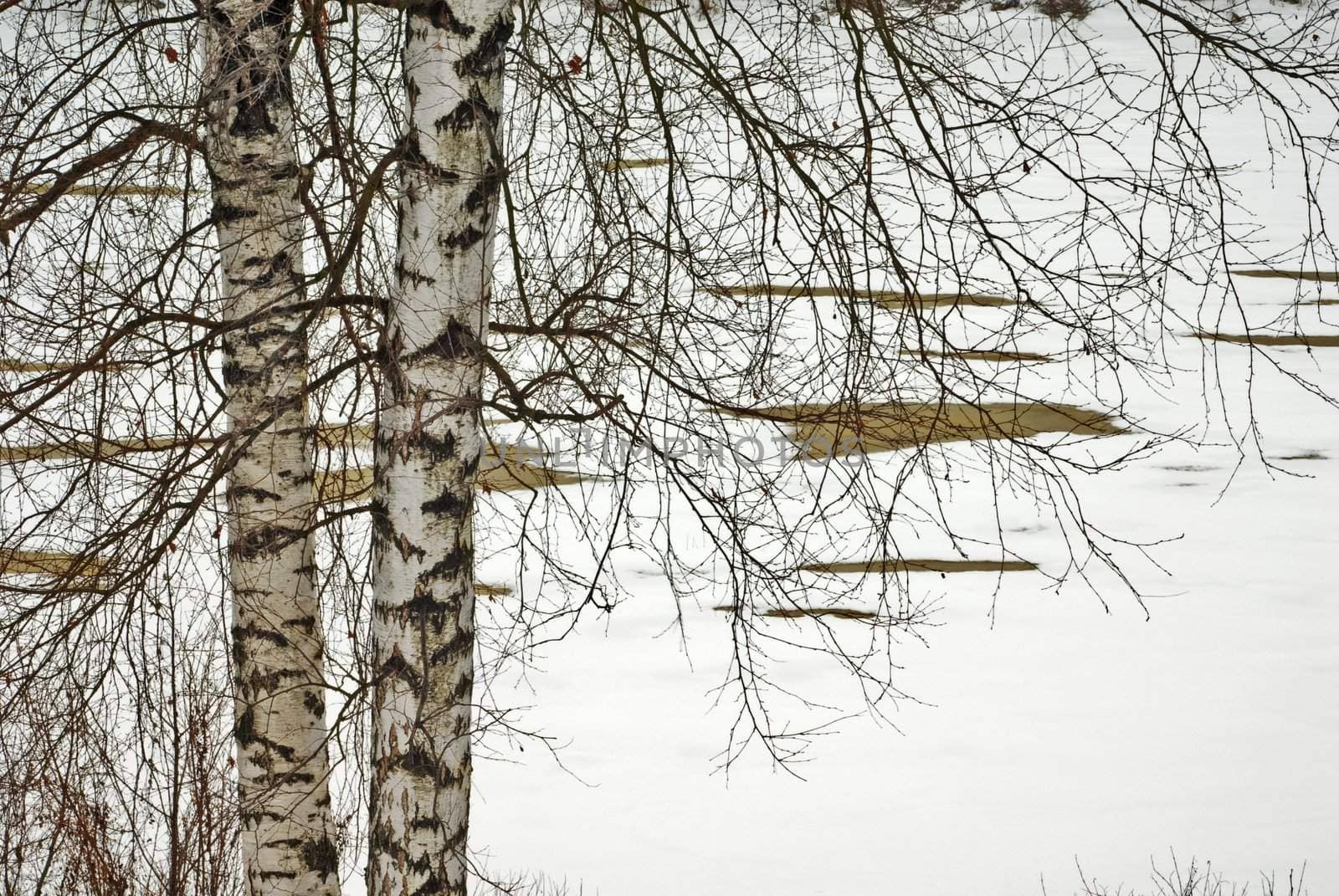 Trunks of birches growing on the  spring river coast