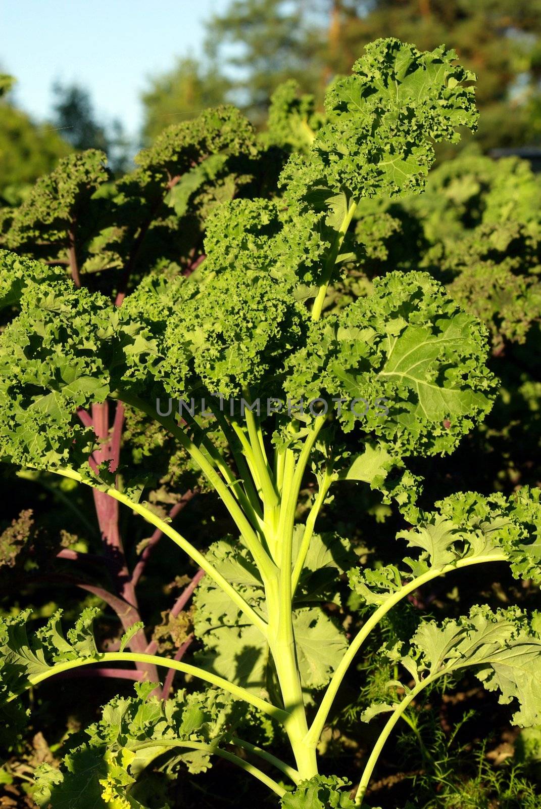 Kale Plant by FotoFrank