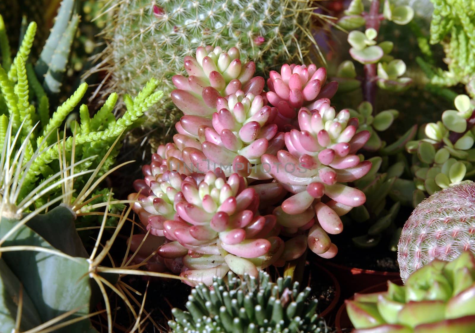 Breeding cactus by FotoFrank