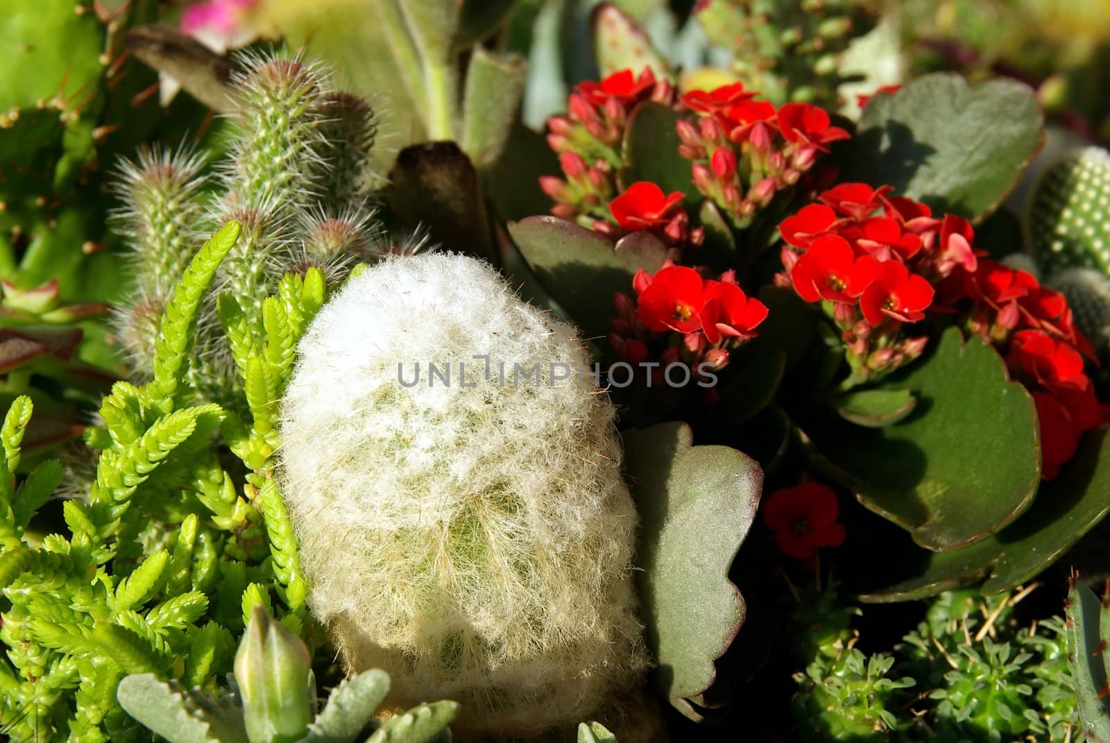 Breeding cactus by FotoFrank