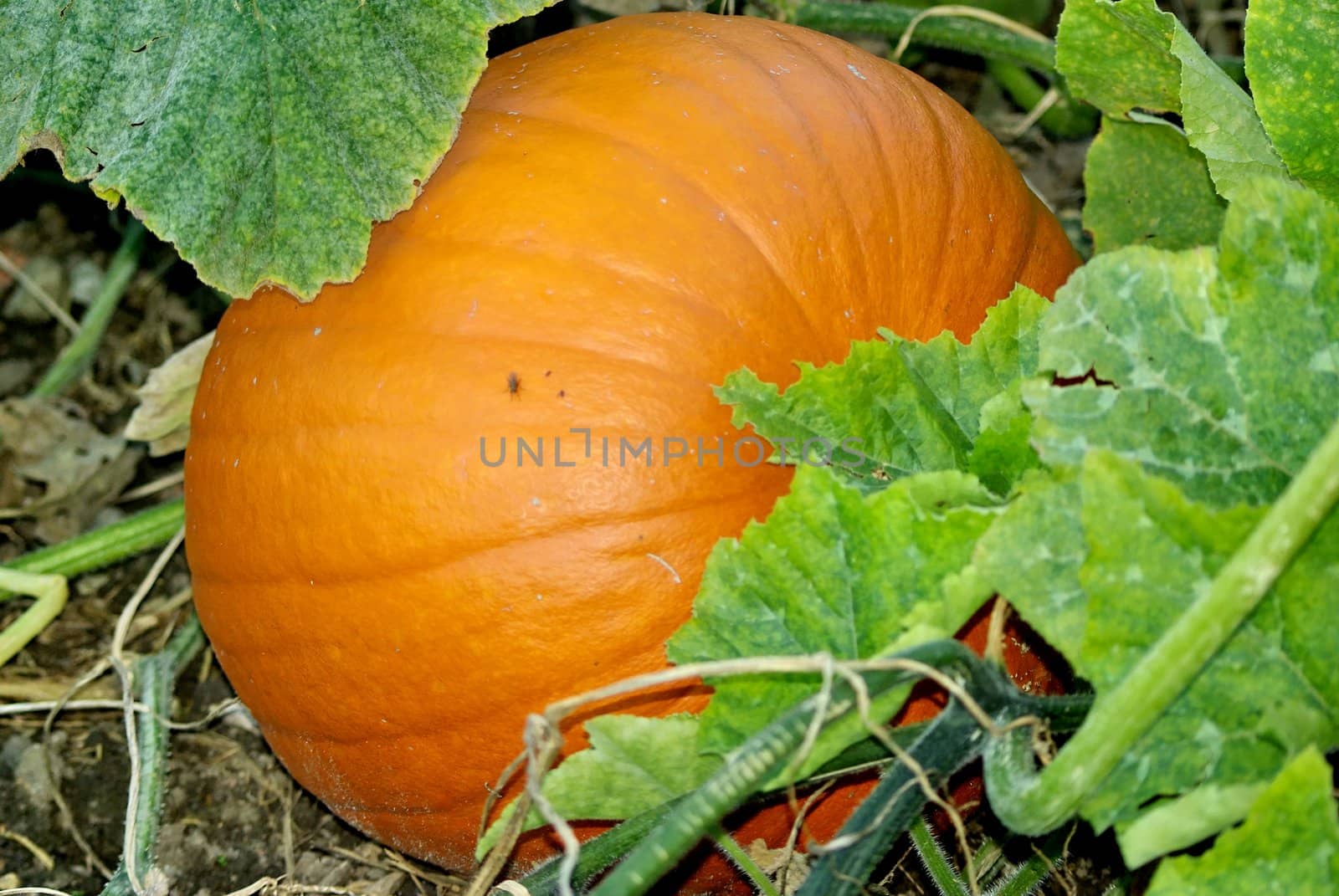 pumpkin by FotoFrank