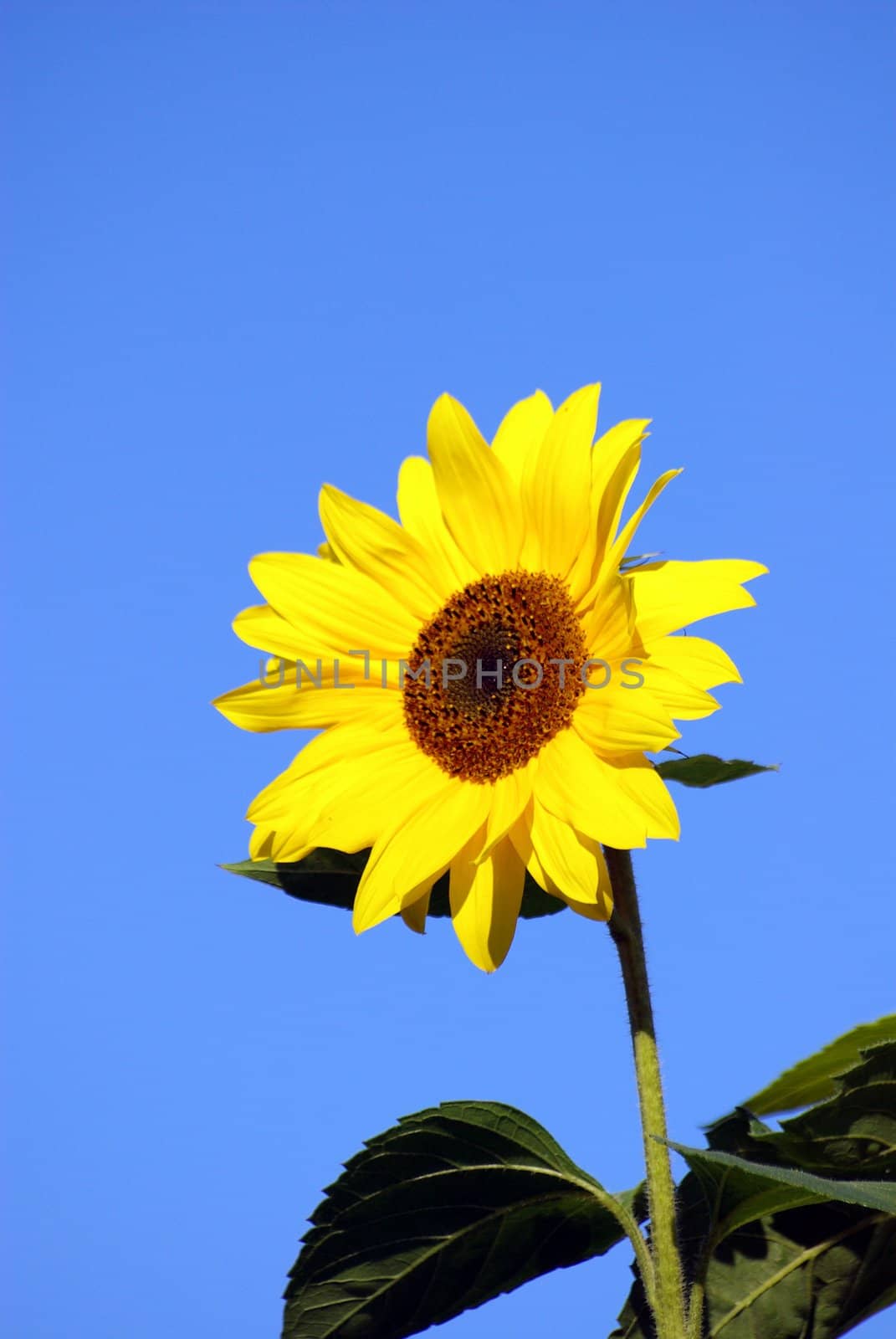 Sunflower by FotoFrank