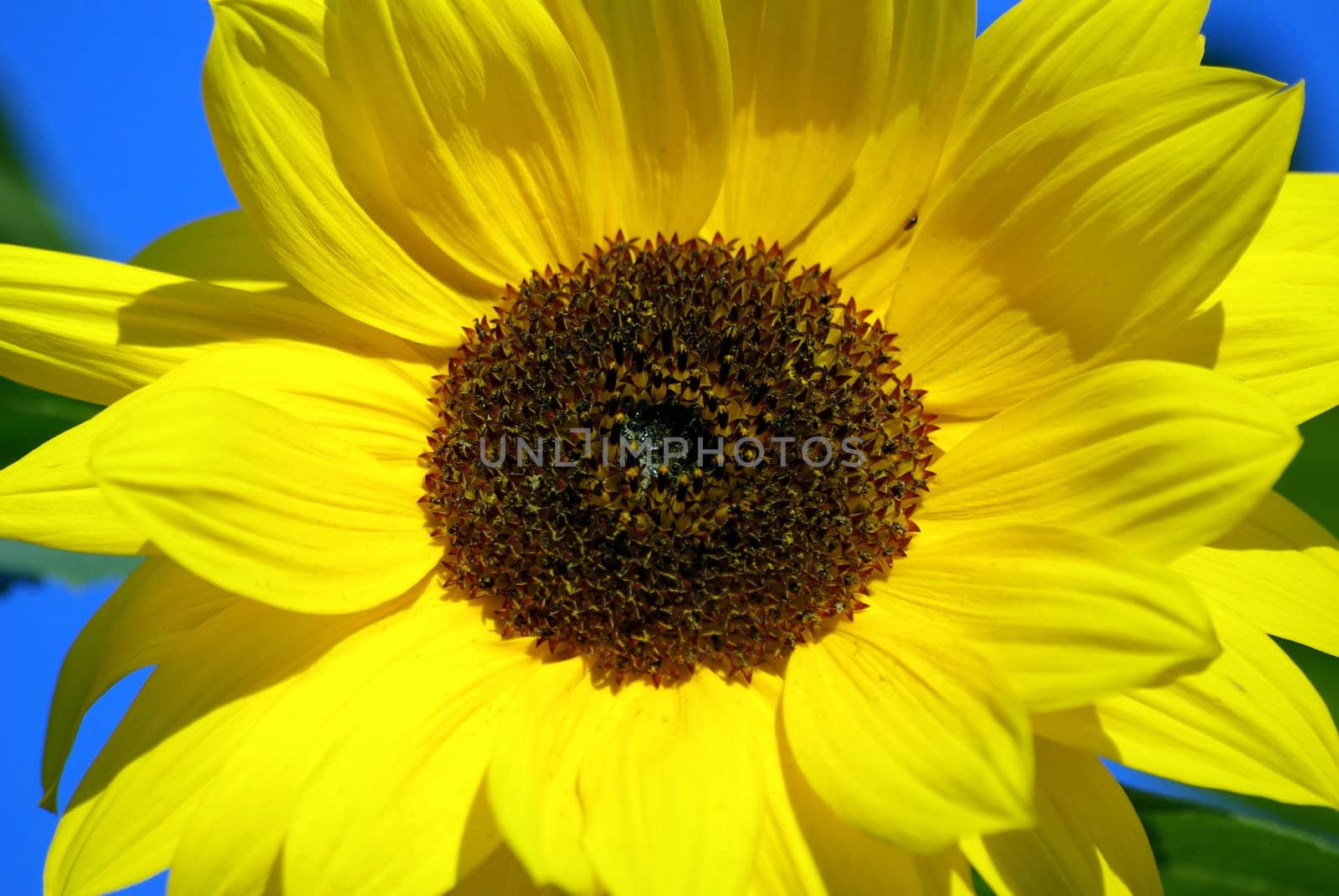 Sunflower by FotoFrank