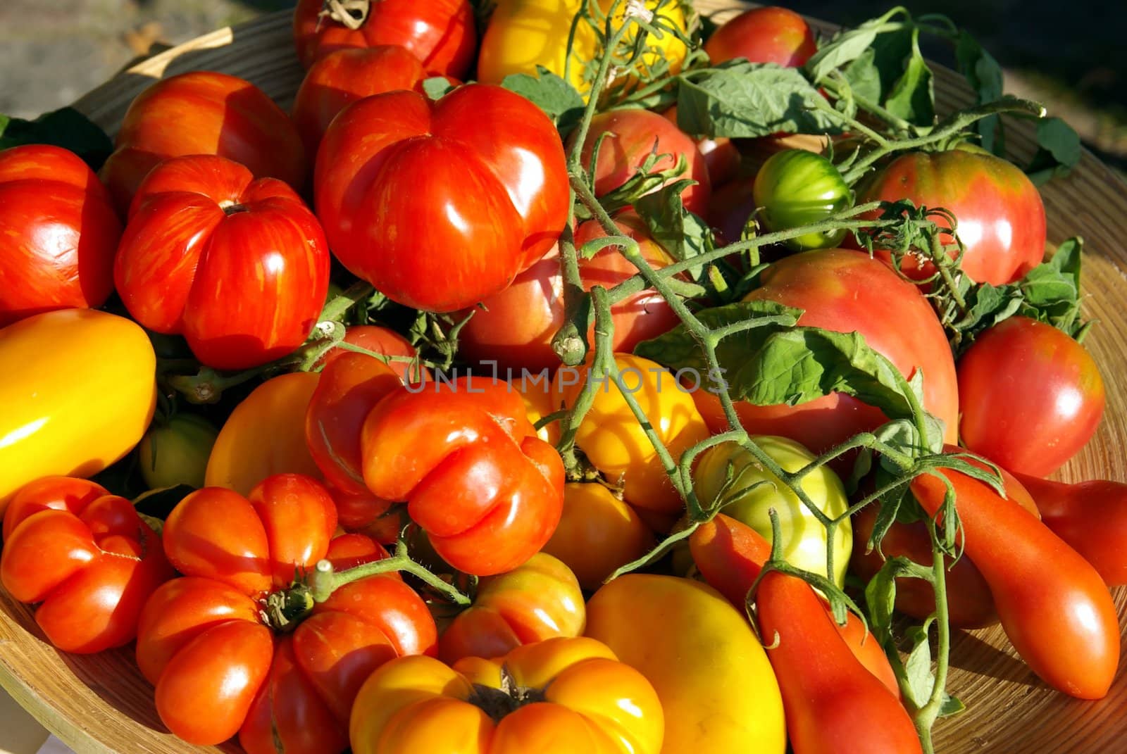 Tomato Basket by FotoFrank