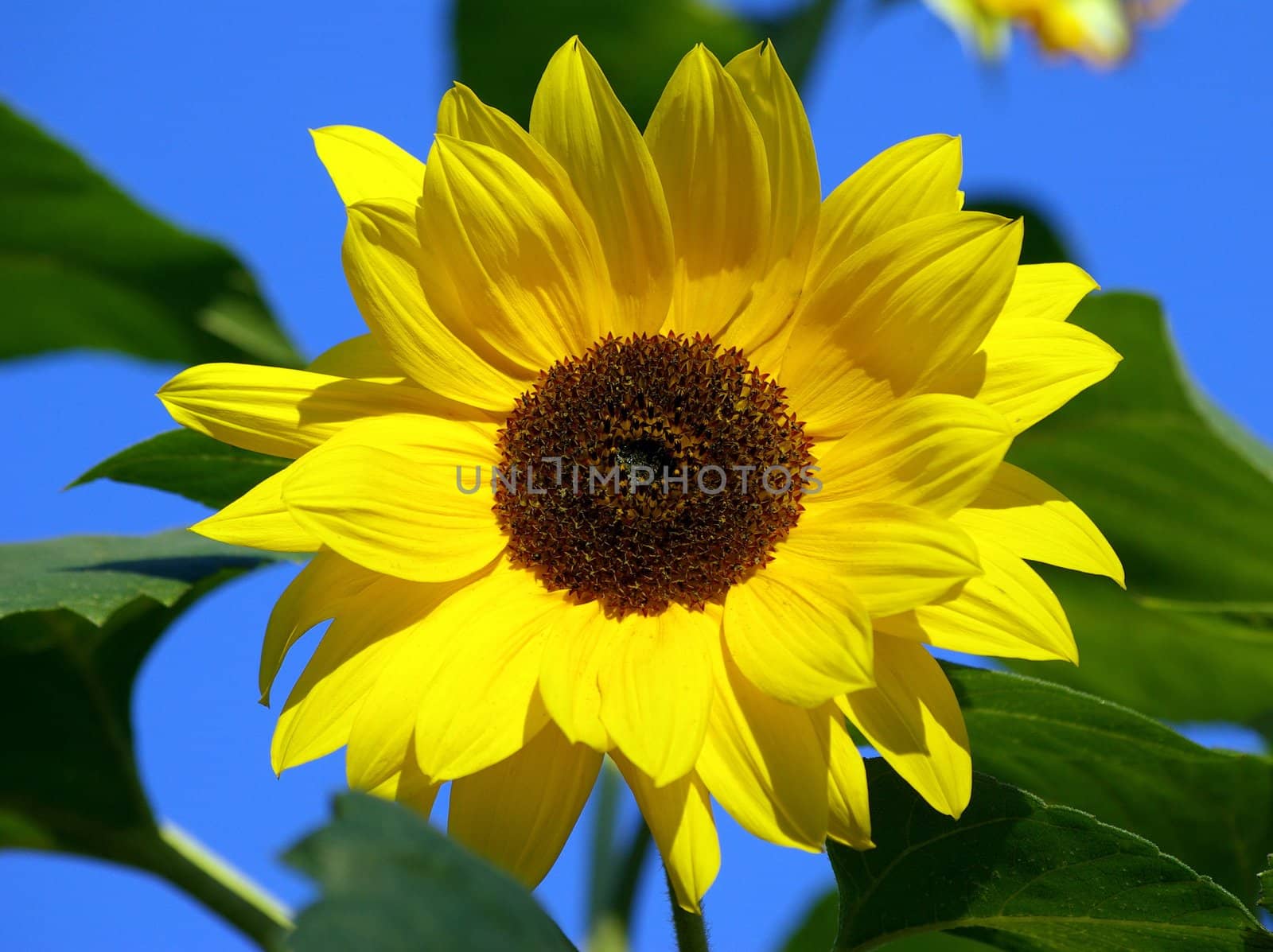 Sunflower by FotoFrank