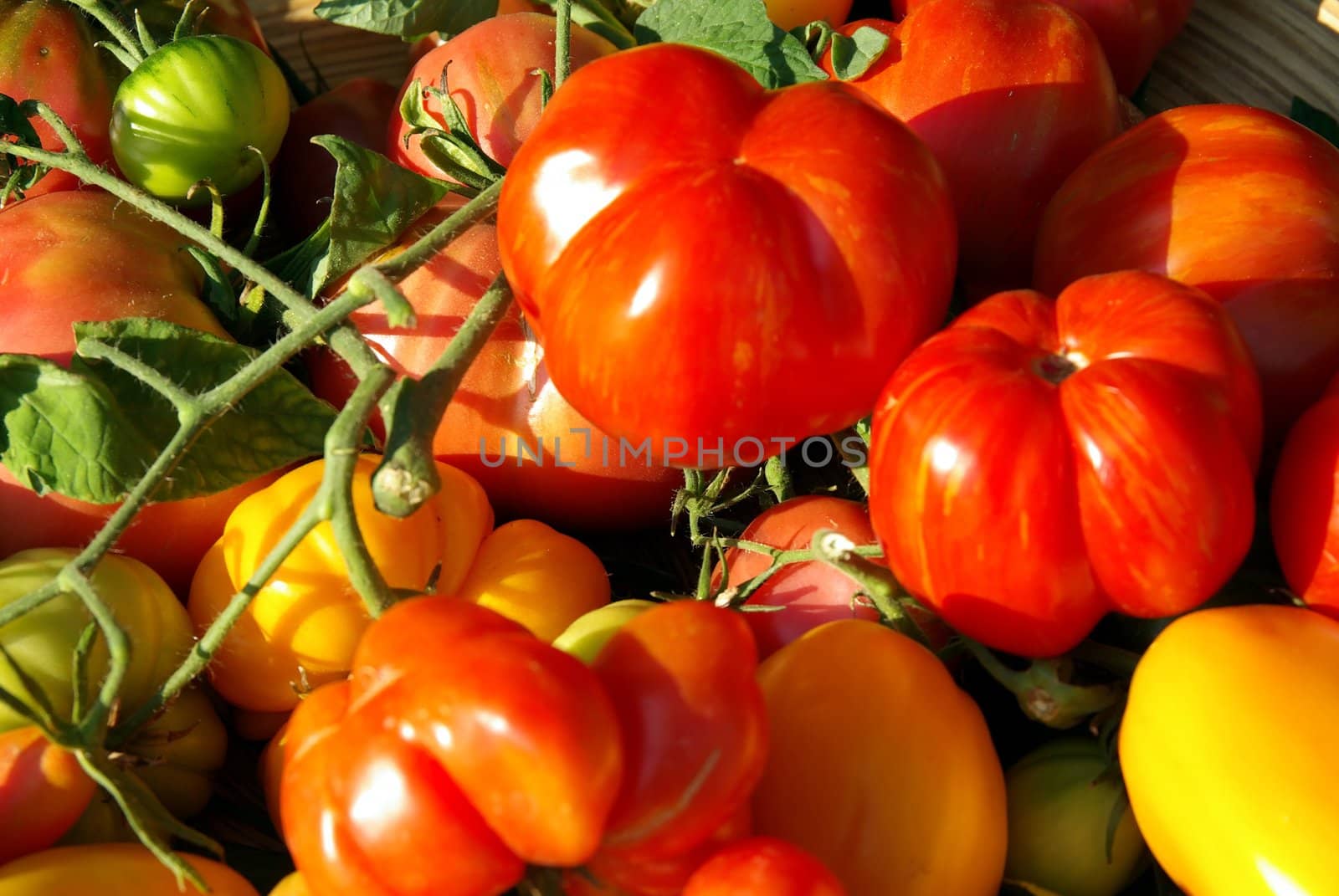Tomato Basket by FotoFrank
