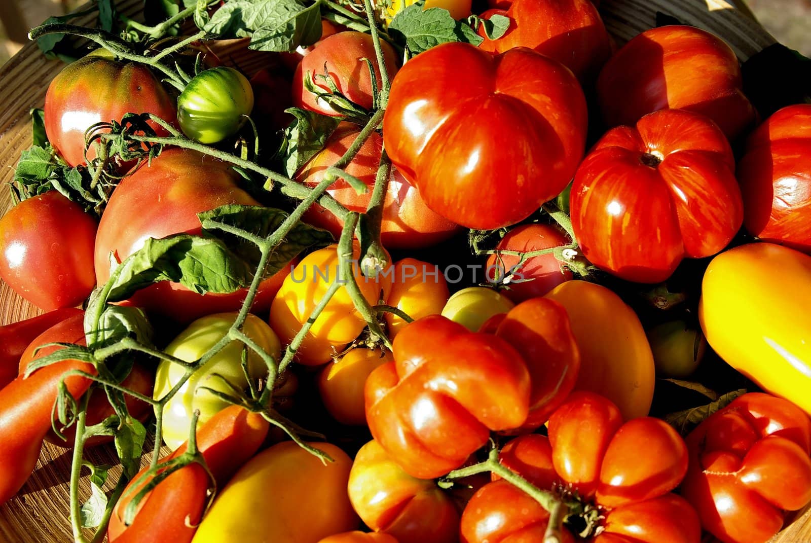Tomato Basket by FotoFrank