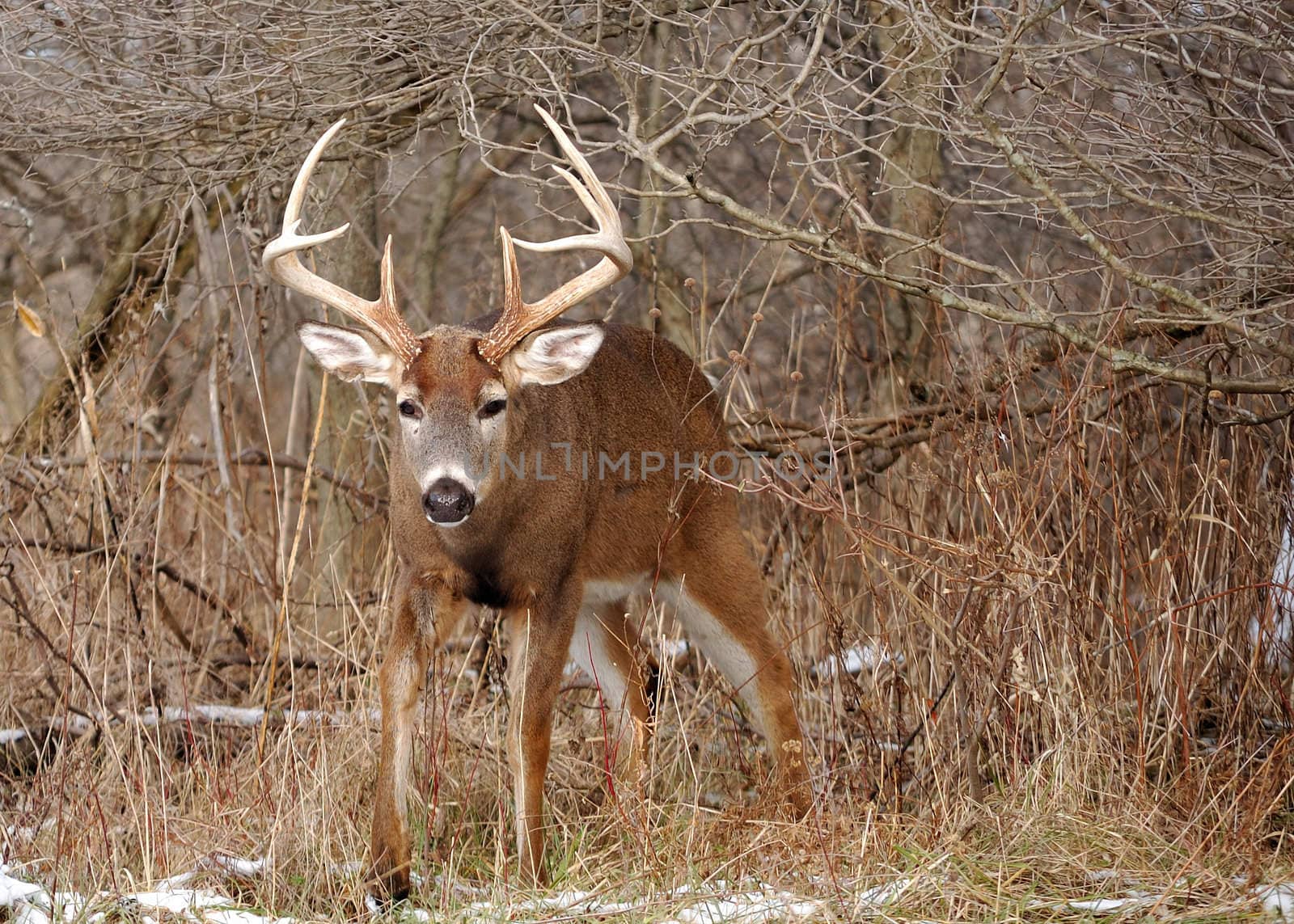 A whitetail deer buck coming out of a thicket in the rutting season.